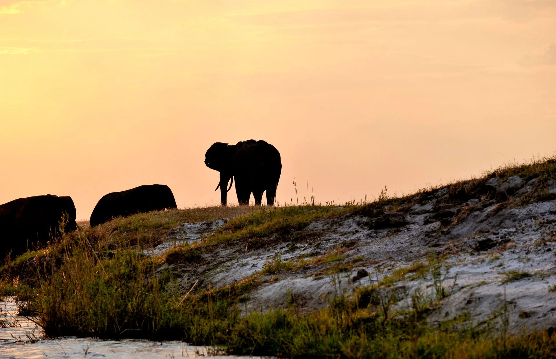 Chobe River sunset cruise with elephants - Day 1 Arrival in Botswana Family Tour Package