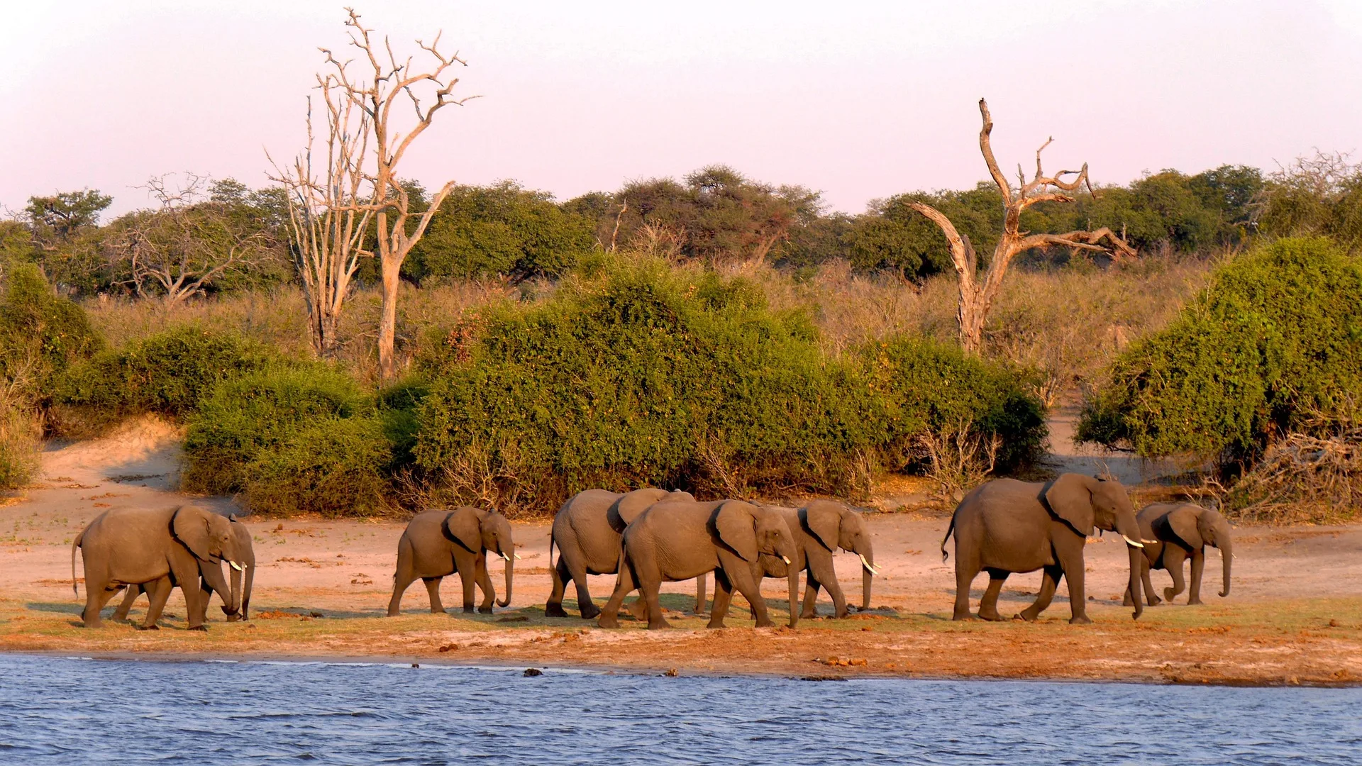 Morning game drive in Chobe National Park - Day 2 of Botswana Family Tour