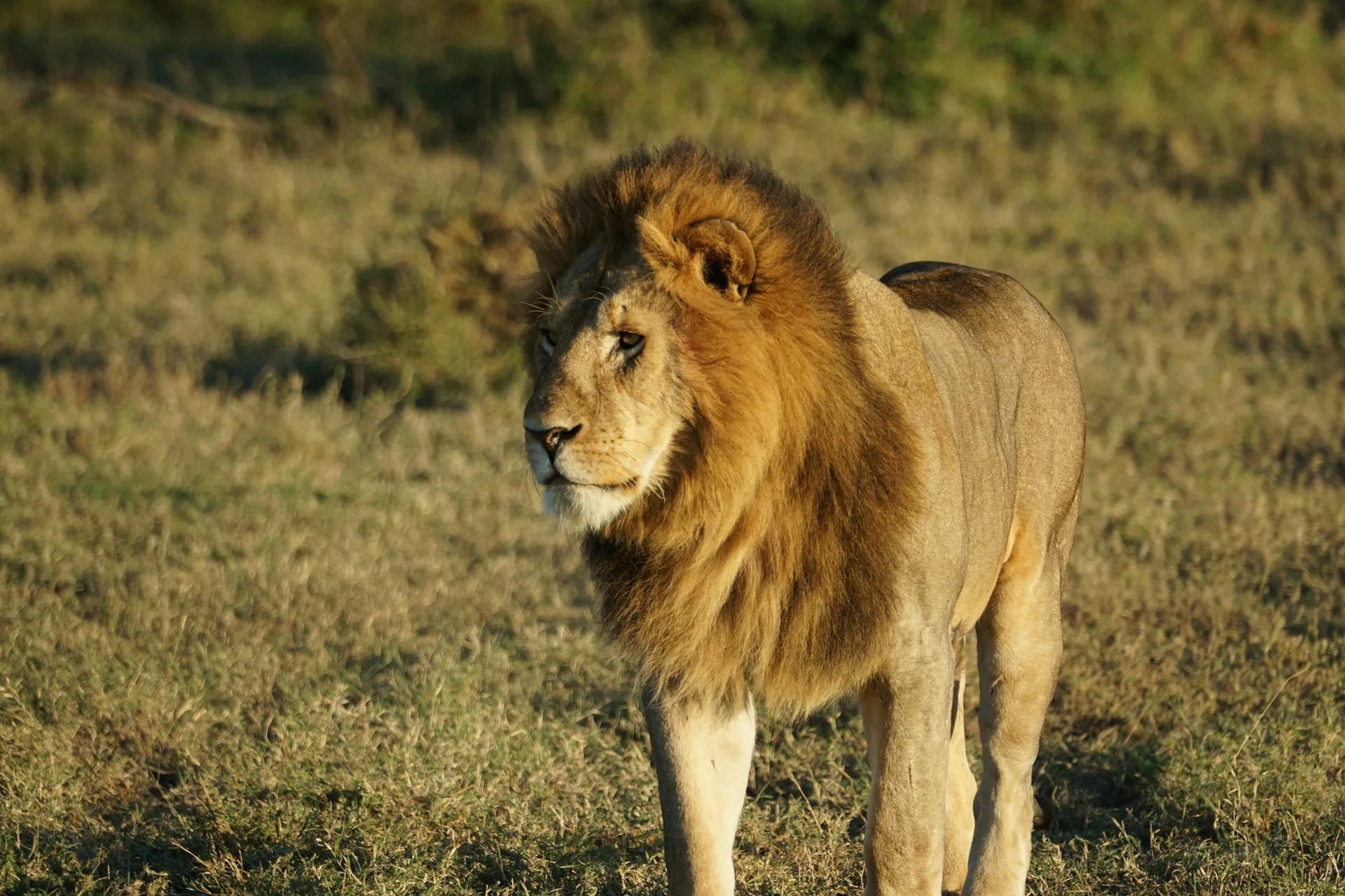 Predator tracking in Moremi Game Reserve - Day 5 of Botswana Family Tour