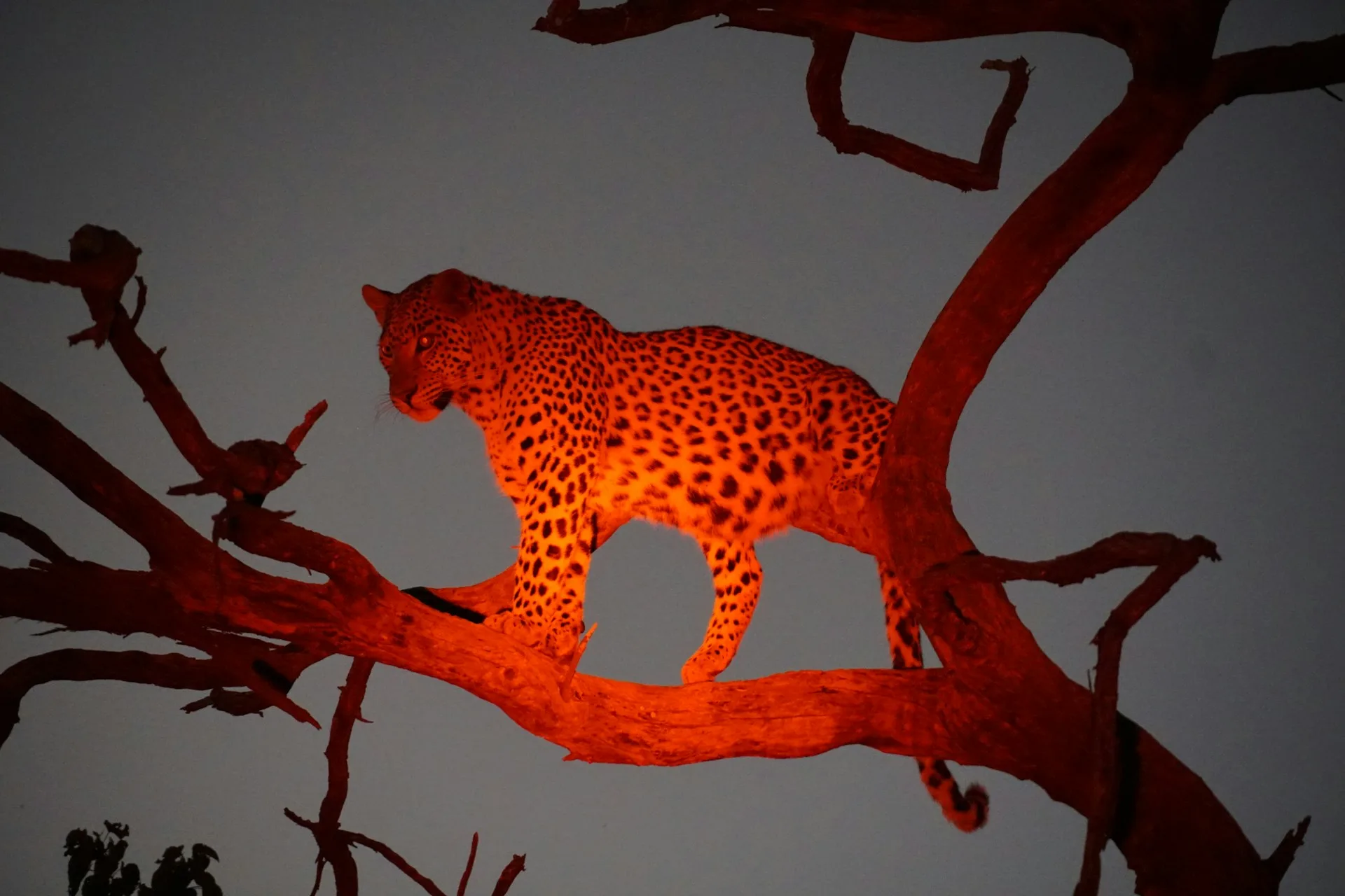 Night safari spotlighting in Botswana - Day 6 of Botswana Family Tour