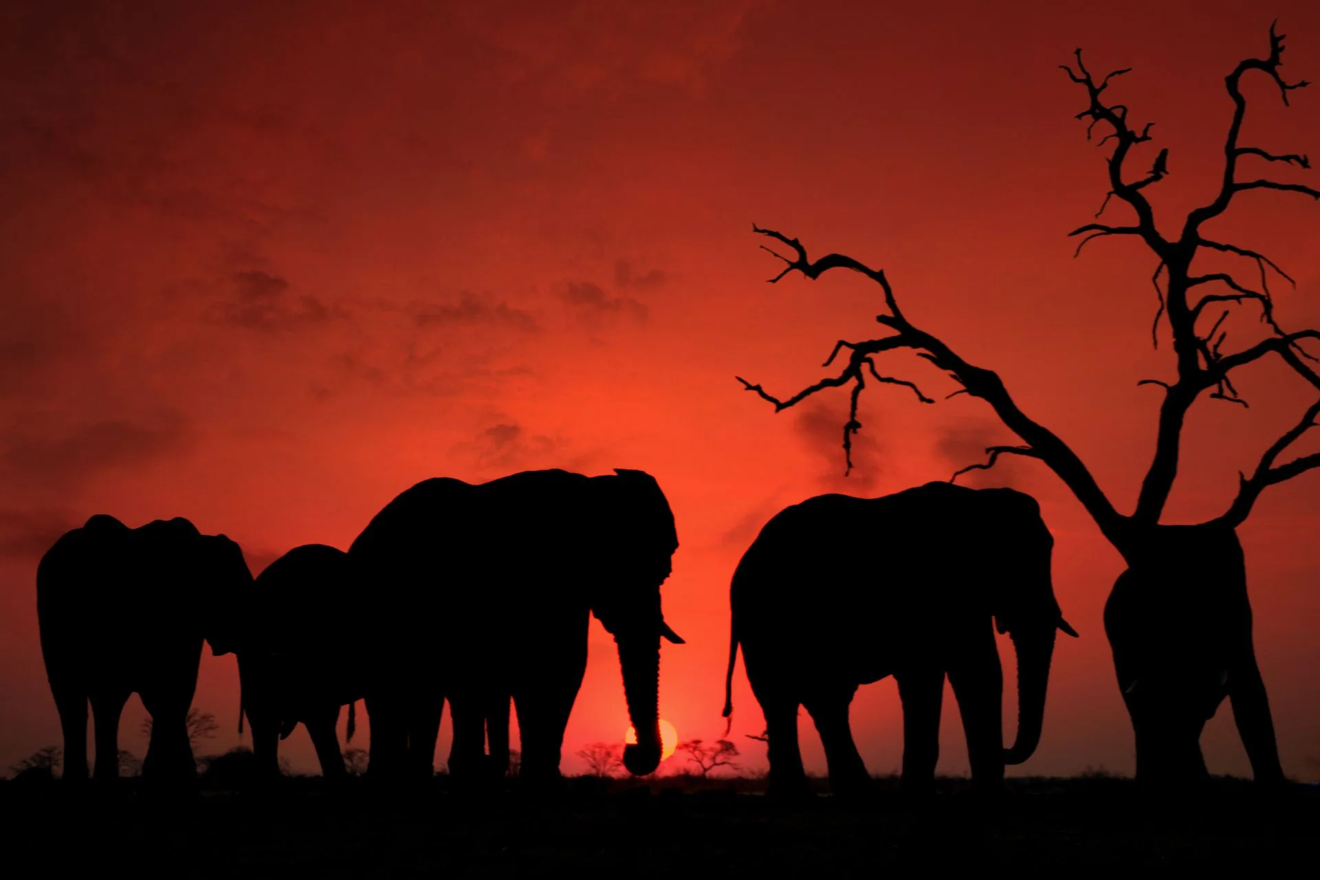 Chobe River sunset with elephants