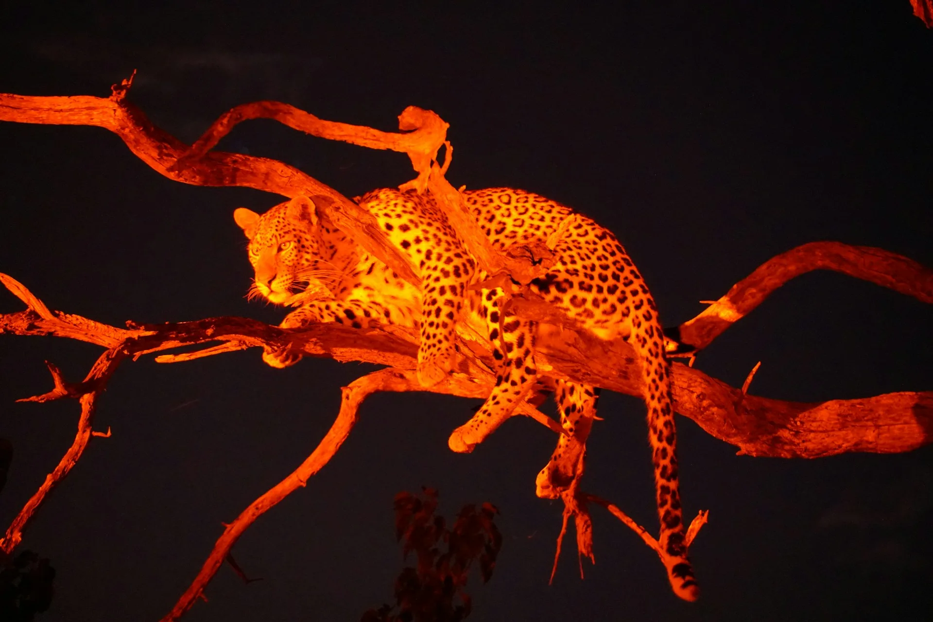 Leopard eyes reflecting spotlight on night safari