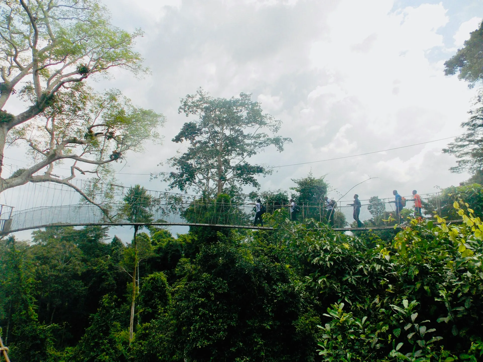 Family on Kakum canopy walkway in rainforest