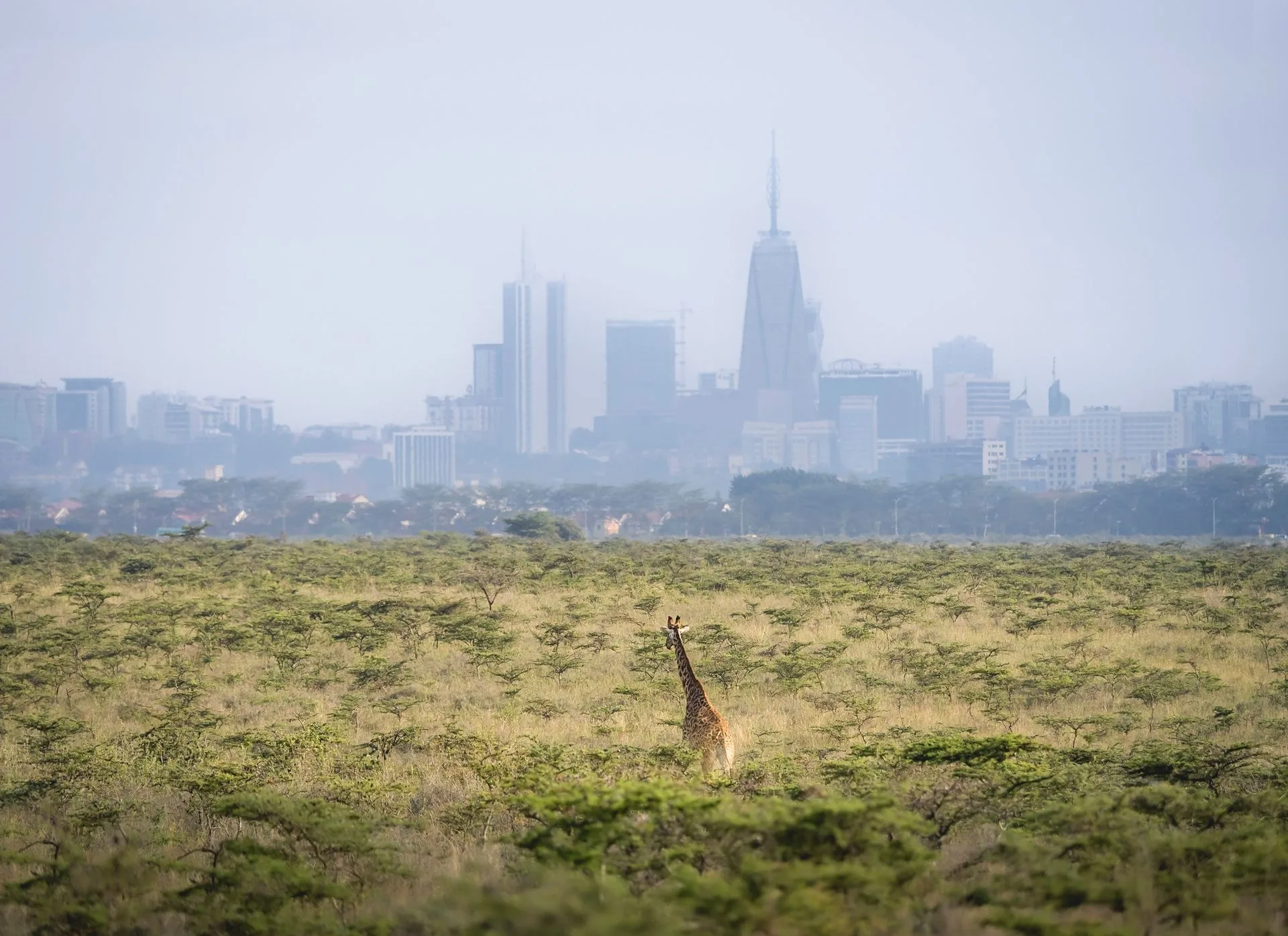 Giraffe Centre Nairobi - Day 2 of Kenya Family Tour Package