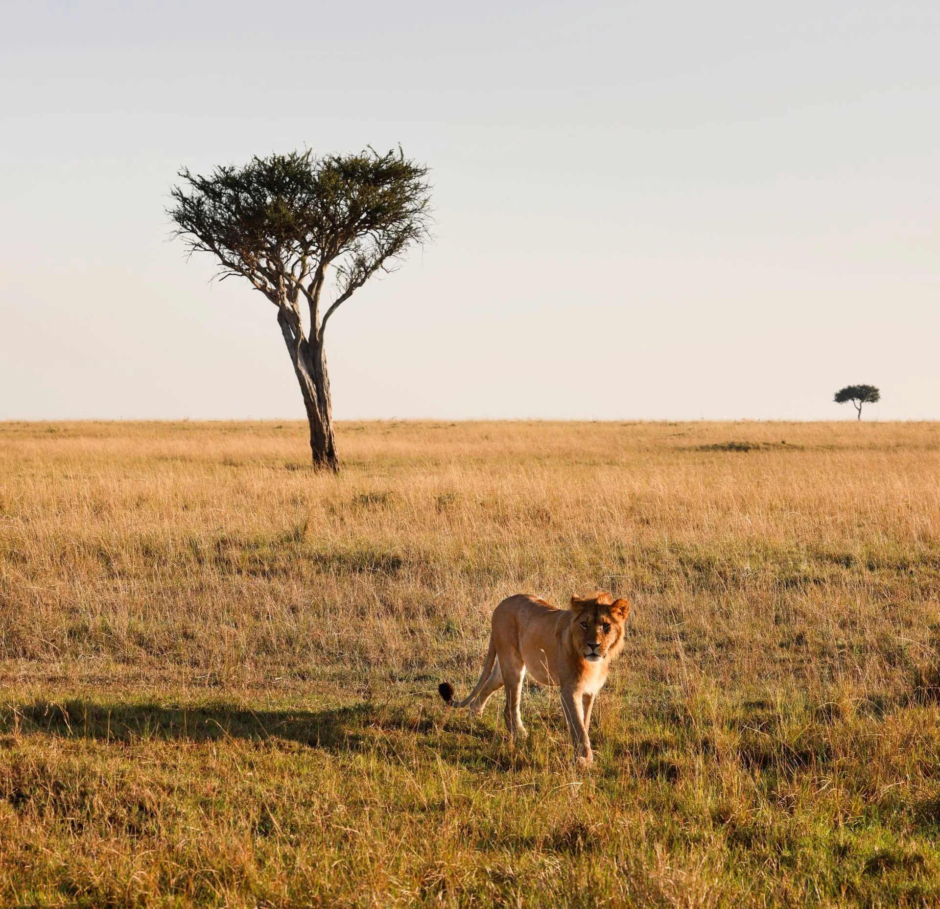 Lion in Maasai Mara - Day 4 of Kenya Family Tour Package
