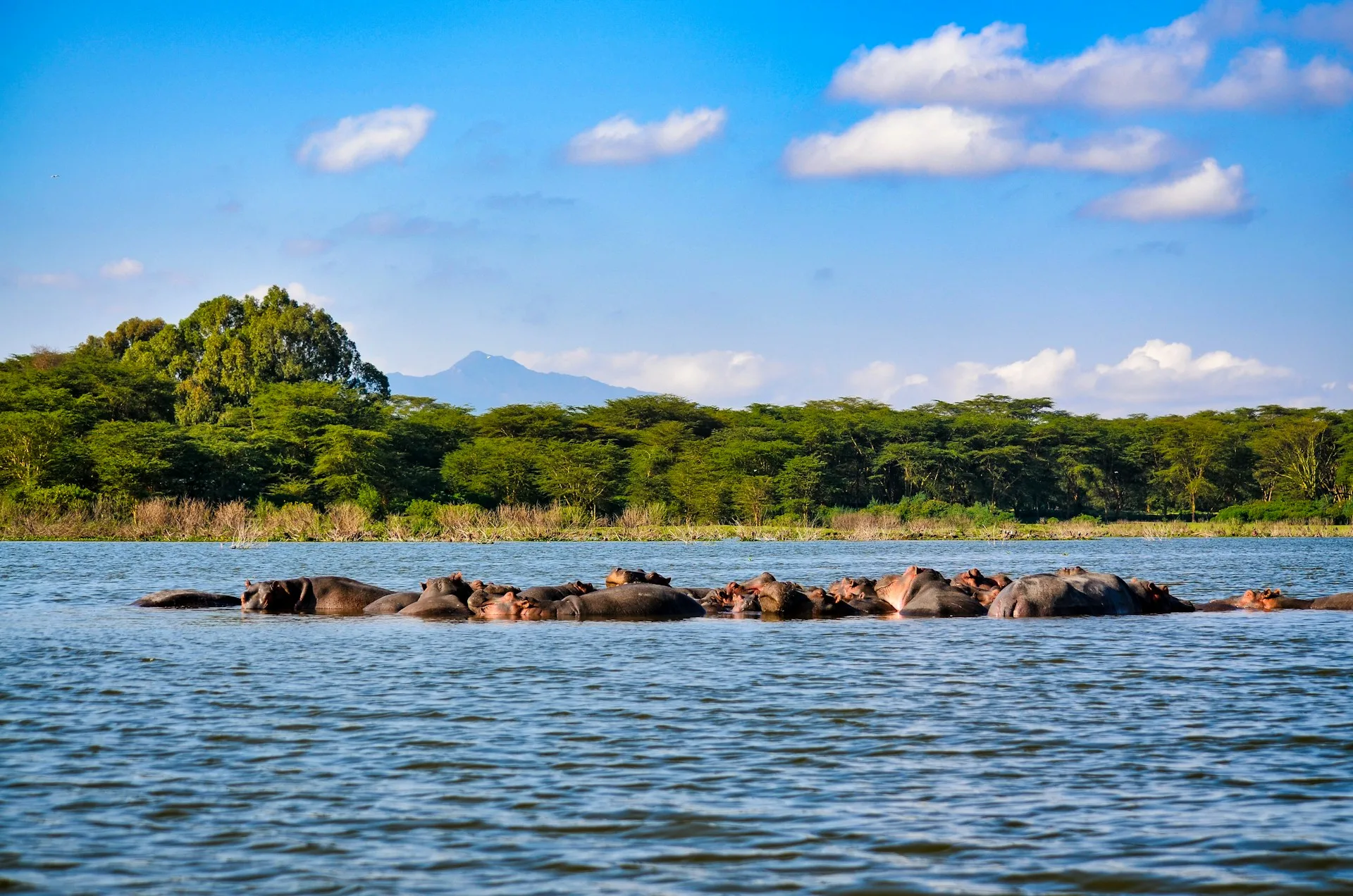 Rhino in Lake Nakuru - Day 7 of Kenya Family Tour Package