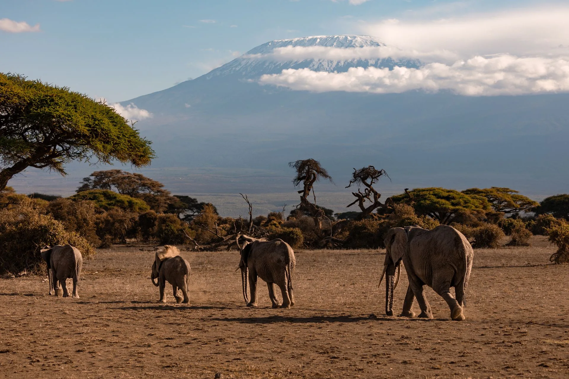 Amboseli elephants with Kilimanjaro - Day 8 of Kenya Family Tour Package