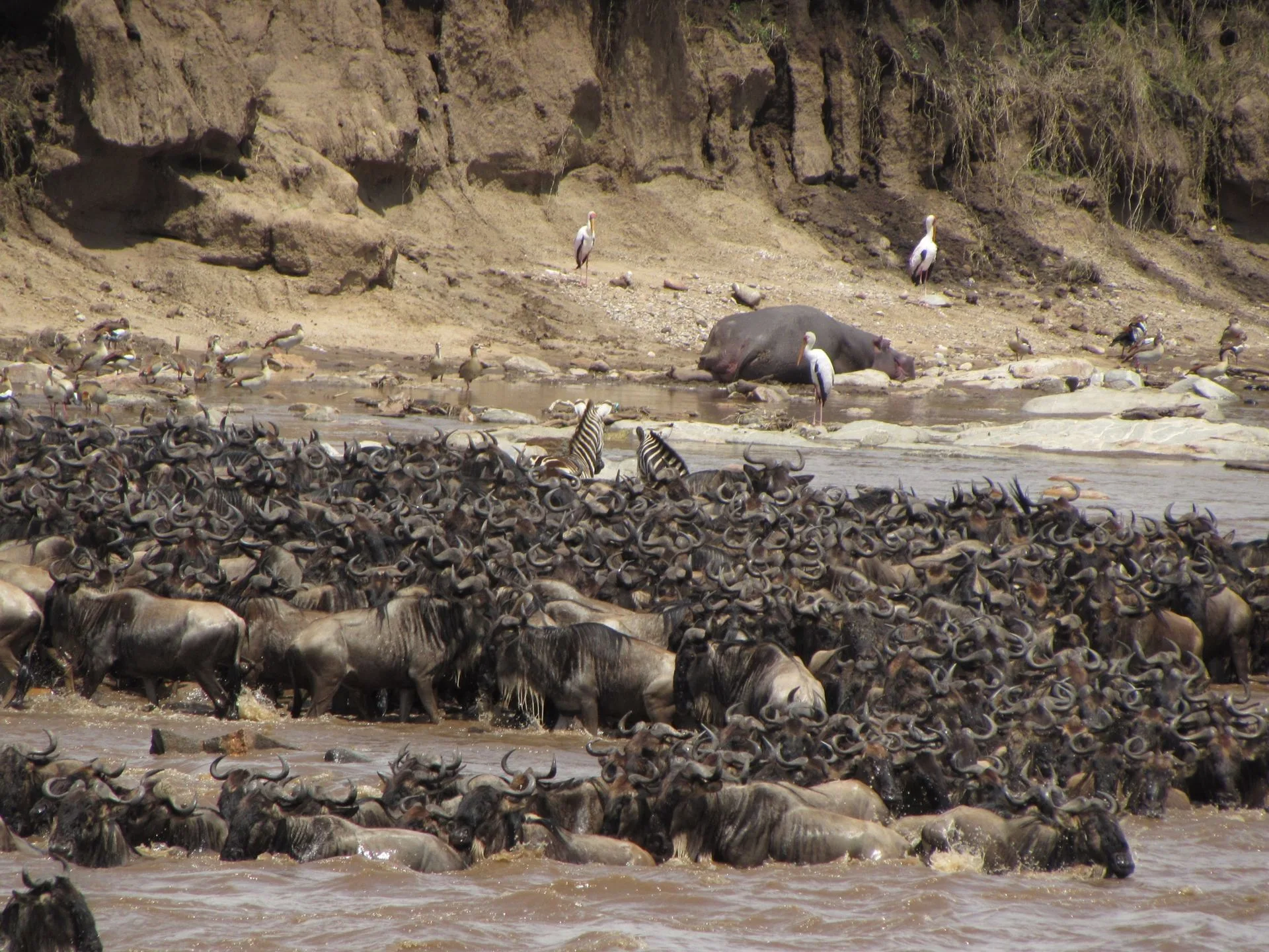 Mara River crossing - Maasai Mara