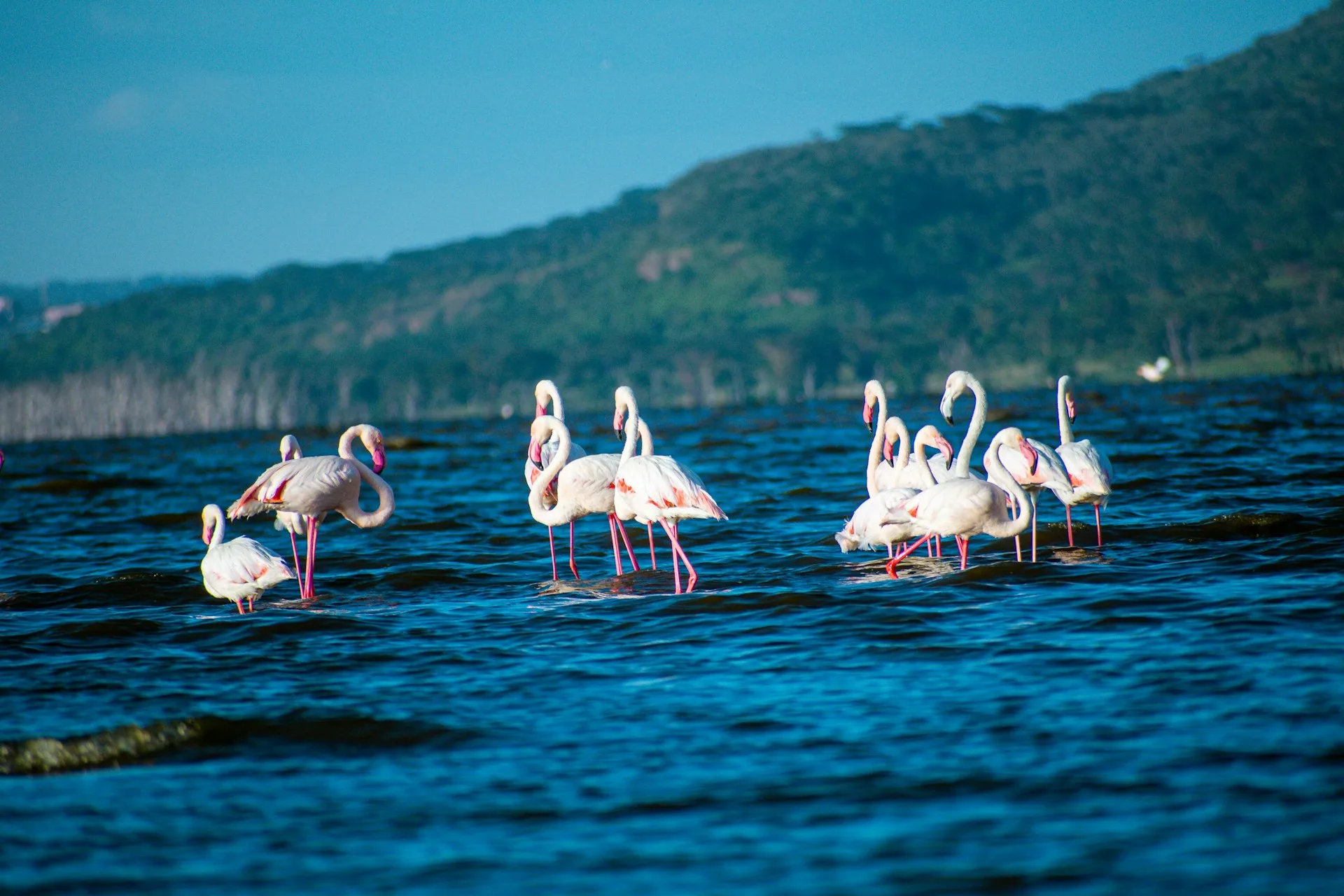 Flamingos Lake Nakuru
