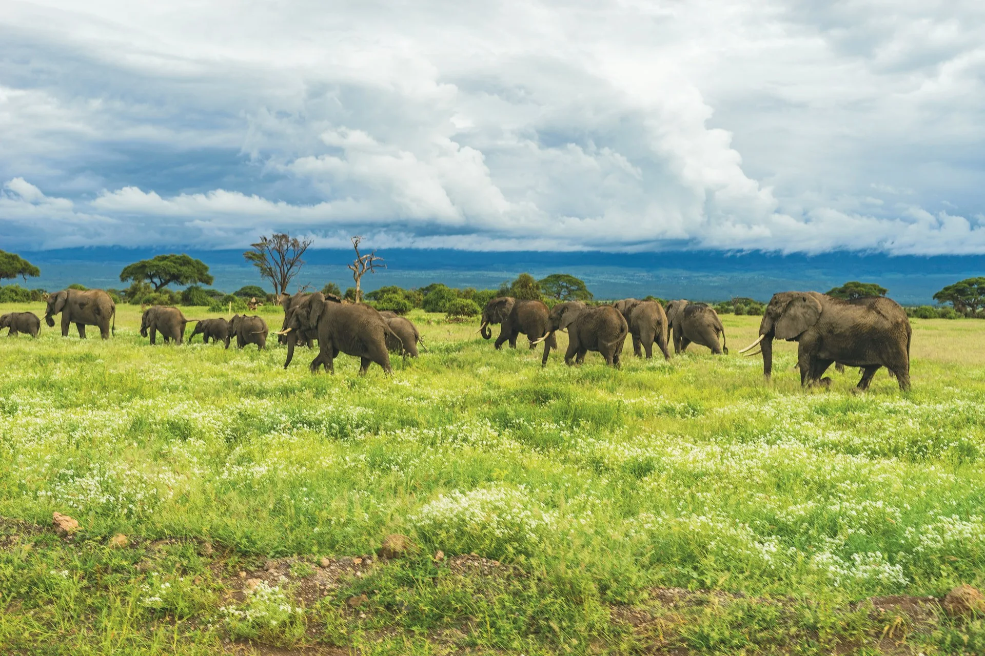 Elephant orphanage Nairobi
