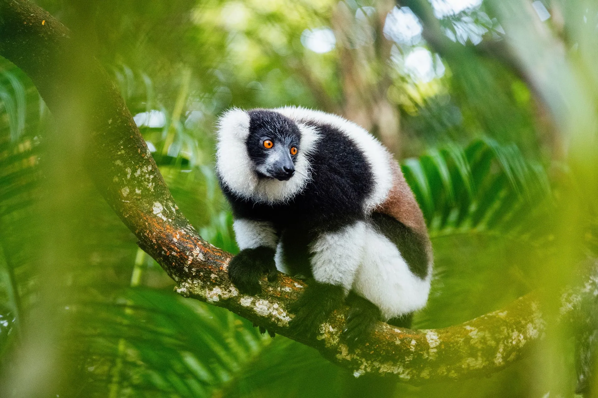 Full day wildlife exploration in Andasibe-Mantadia National Park - Day 4