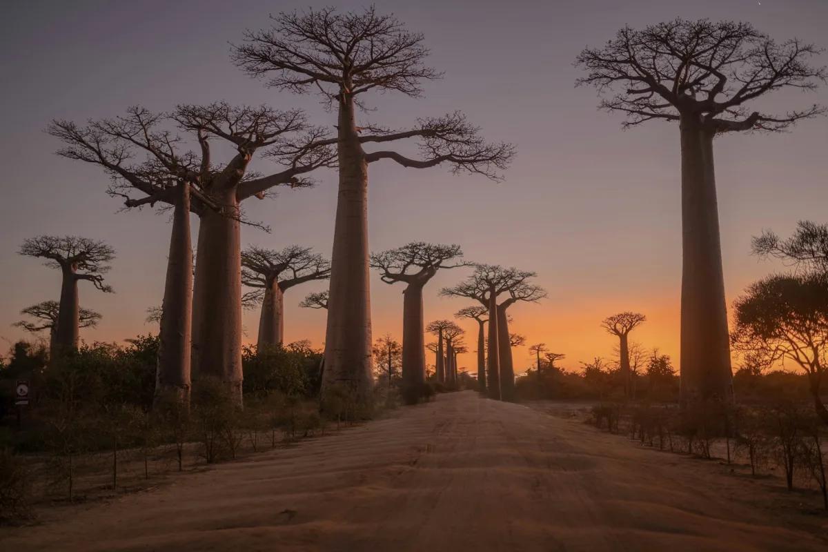 Madagascar family tour banner