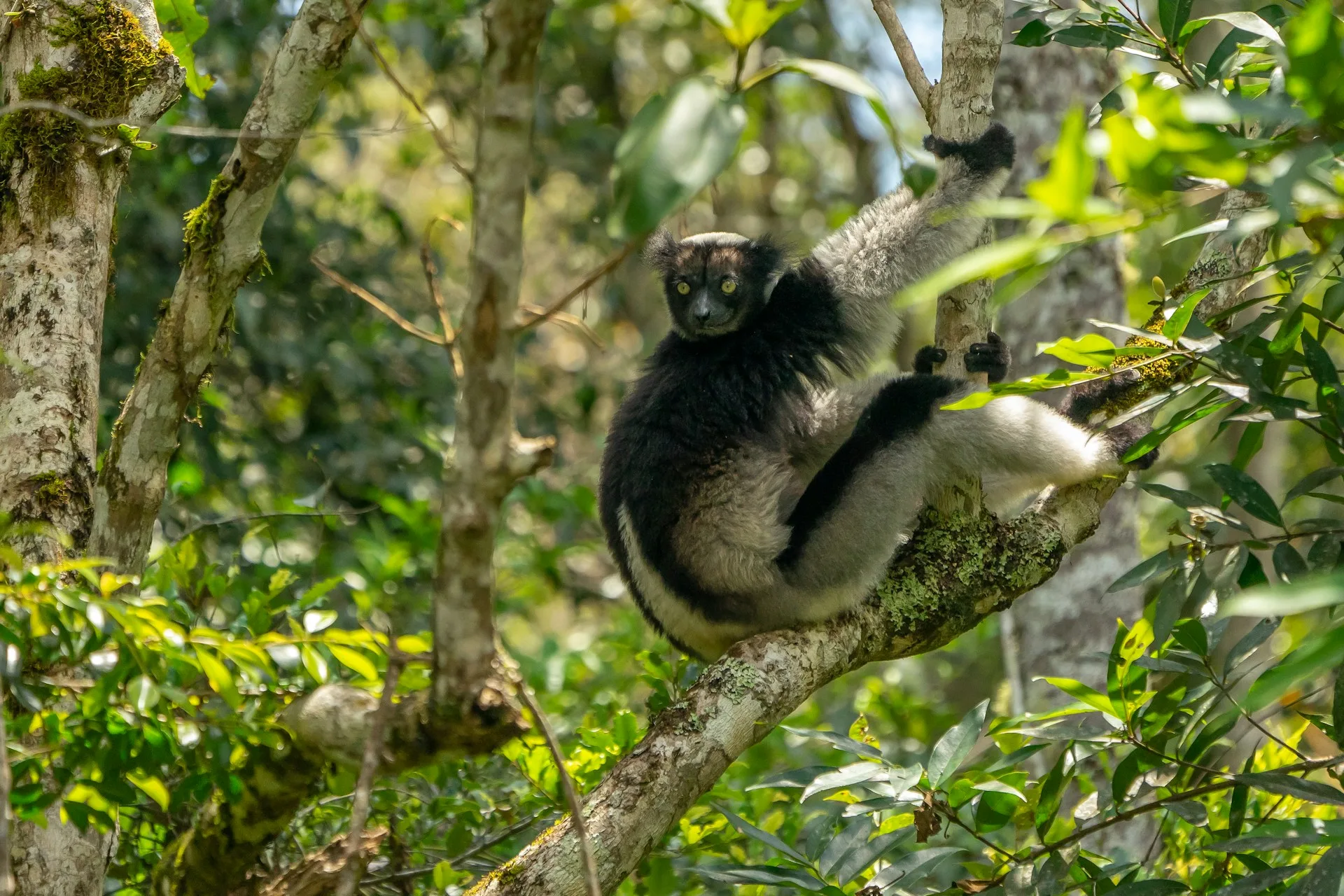 Indri lemurs photographed in Andasibe rainforest with morning light