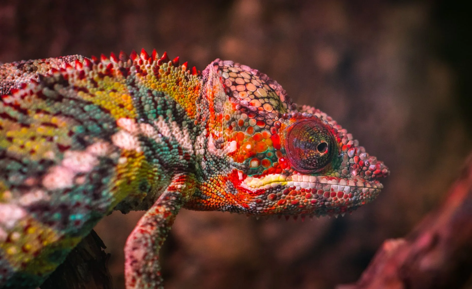 Colorful chameleon photographed during night walk in rainforest