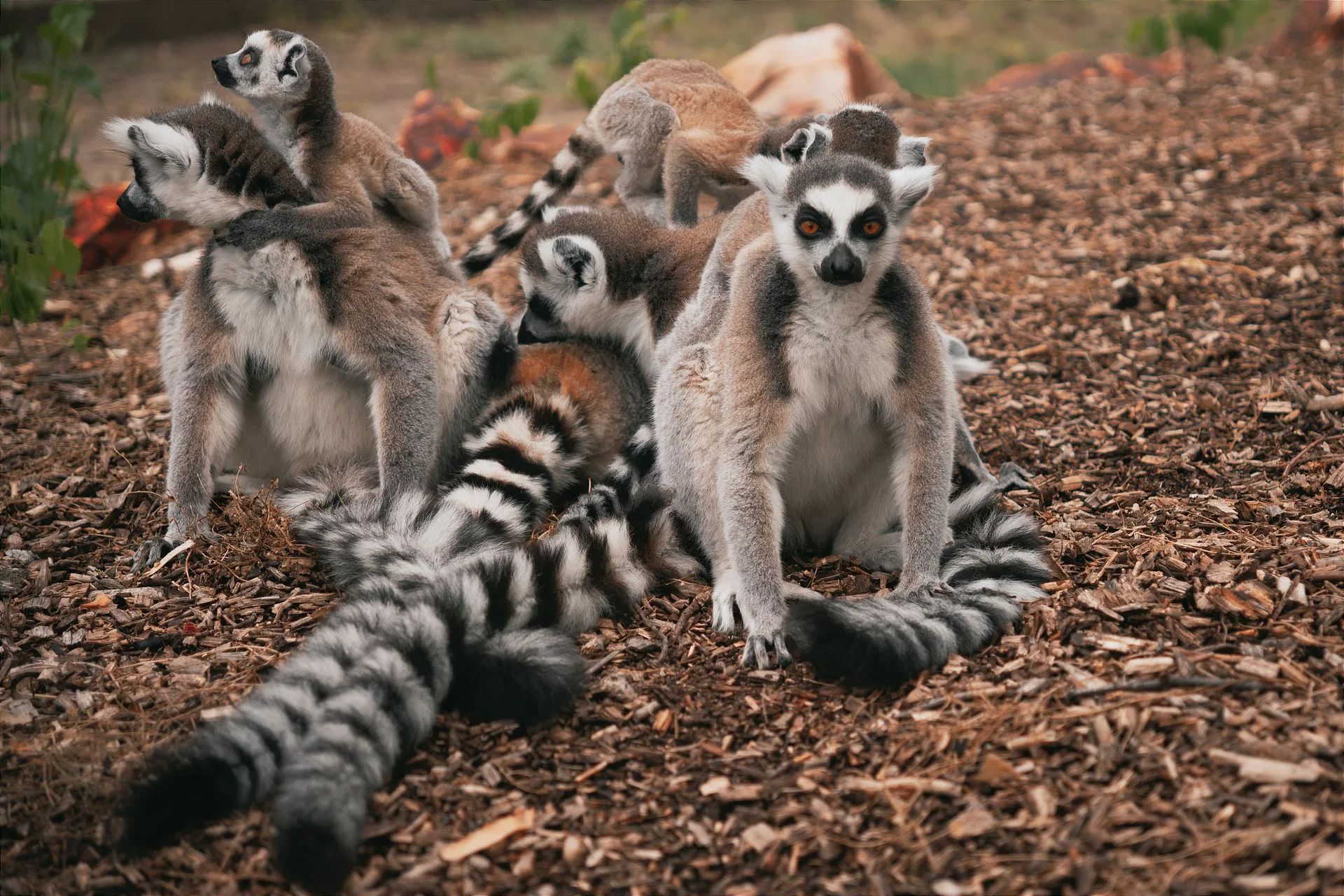Family members interacting with friendly lemurs at Vakona private reserve