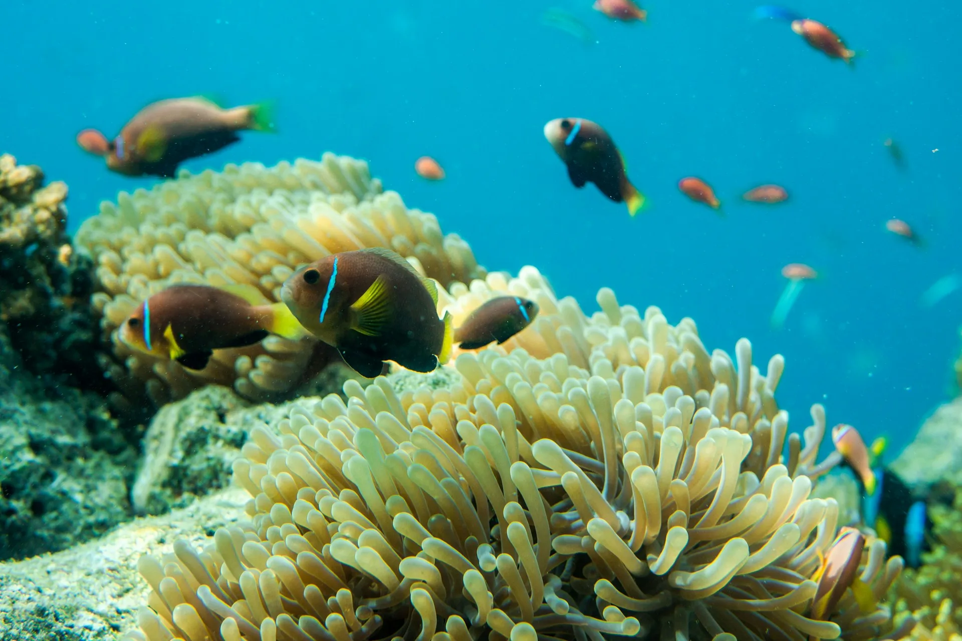Underwater coral reef photography in Maldives