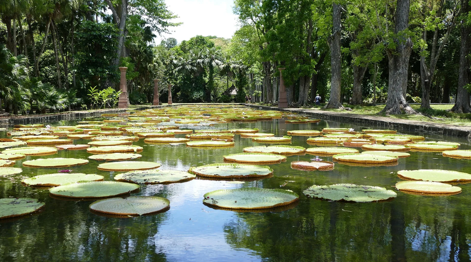 Giant water lilies in botanical garden pond