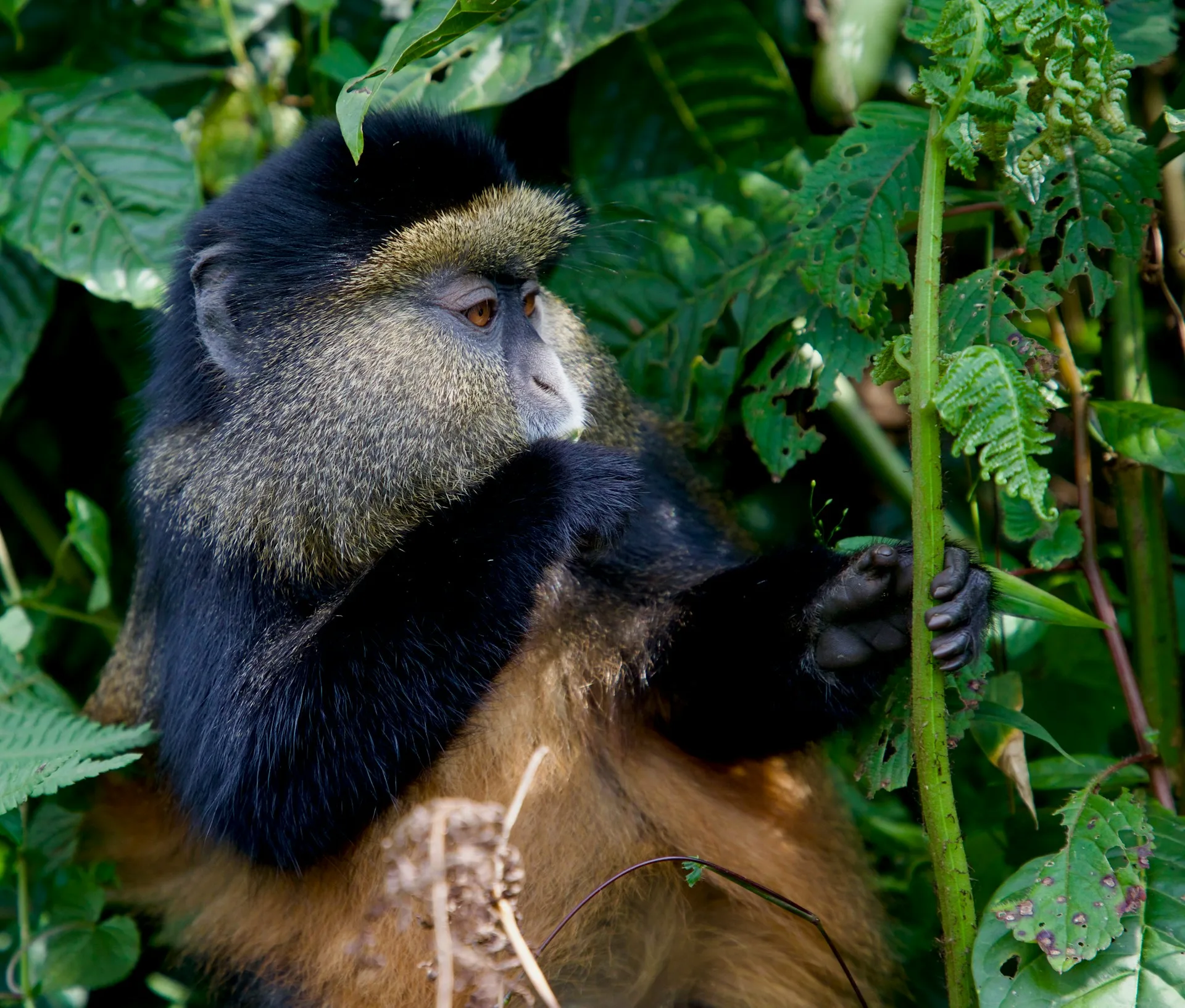Golden monkey tracking and Musanze Caves on Day 4 of Rwanda Family Tour