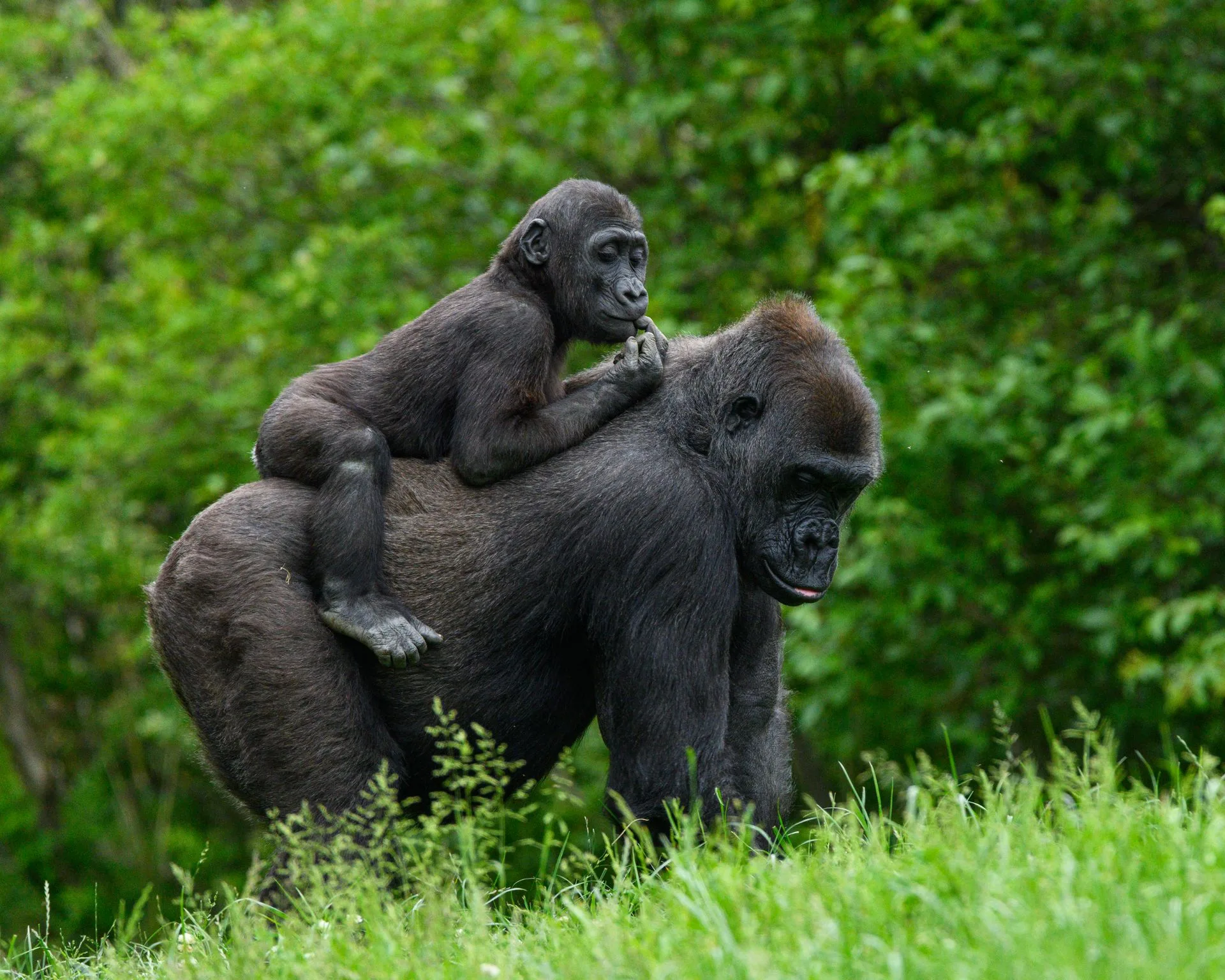 Mountain gorillas in misty forest of Volcanoes National Park Rwanda