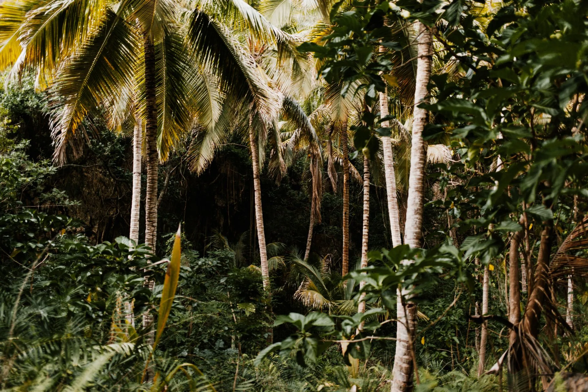 Vallée de Mai Nature Reserve and Anse Lazio beach - Day 4 of Seychelles Family Tour