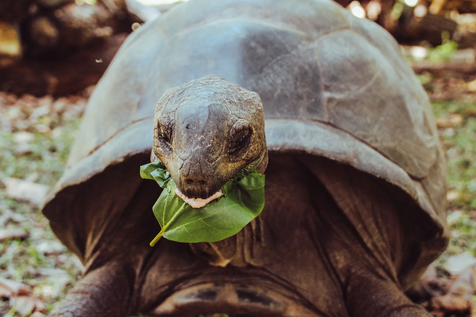 Curieuse Island giant tortoises and marine life - Day 5 of Seychelles Family Tour