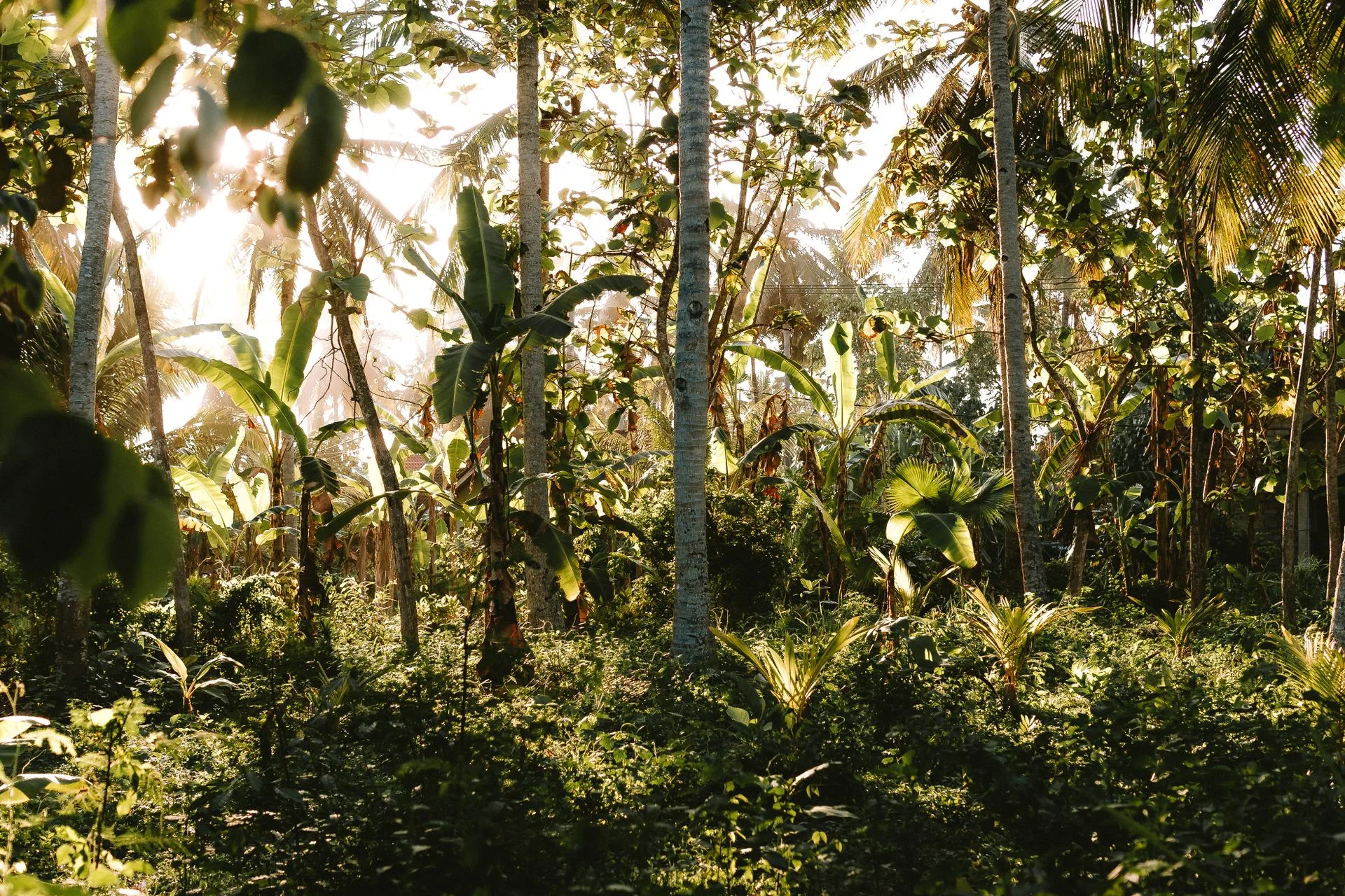 Vallee de Mai palm forest with Coco de Mer trees and filtered sunlight
