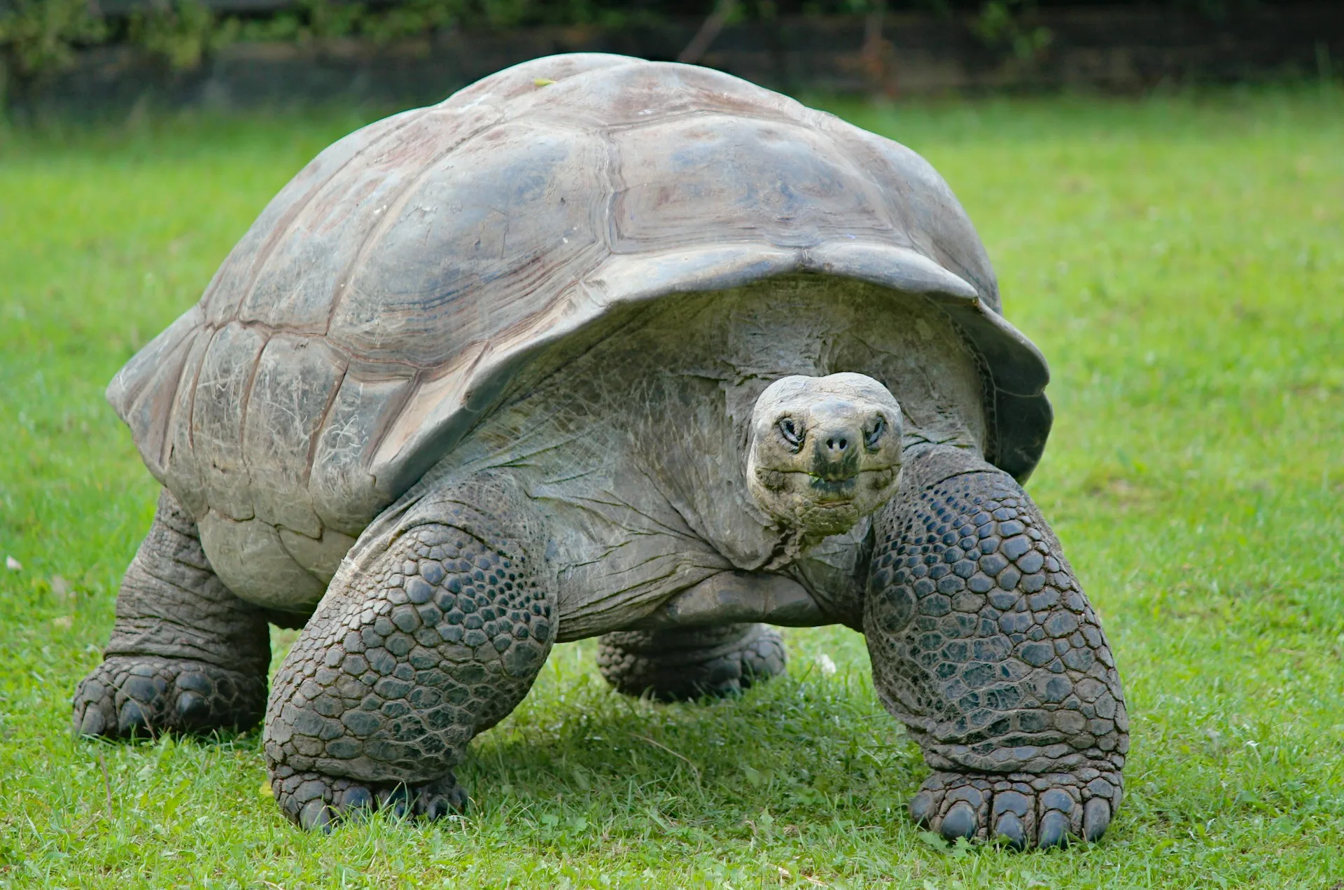 Giant Aldabra tortoise close up portrait on Curieuse Island