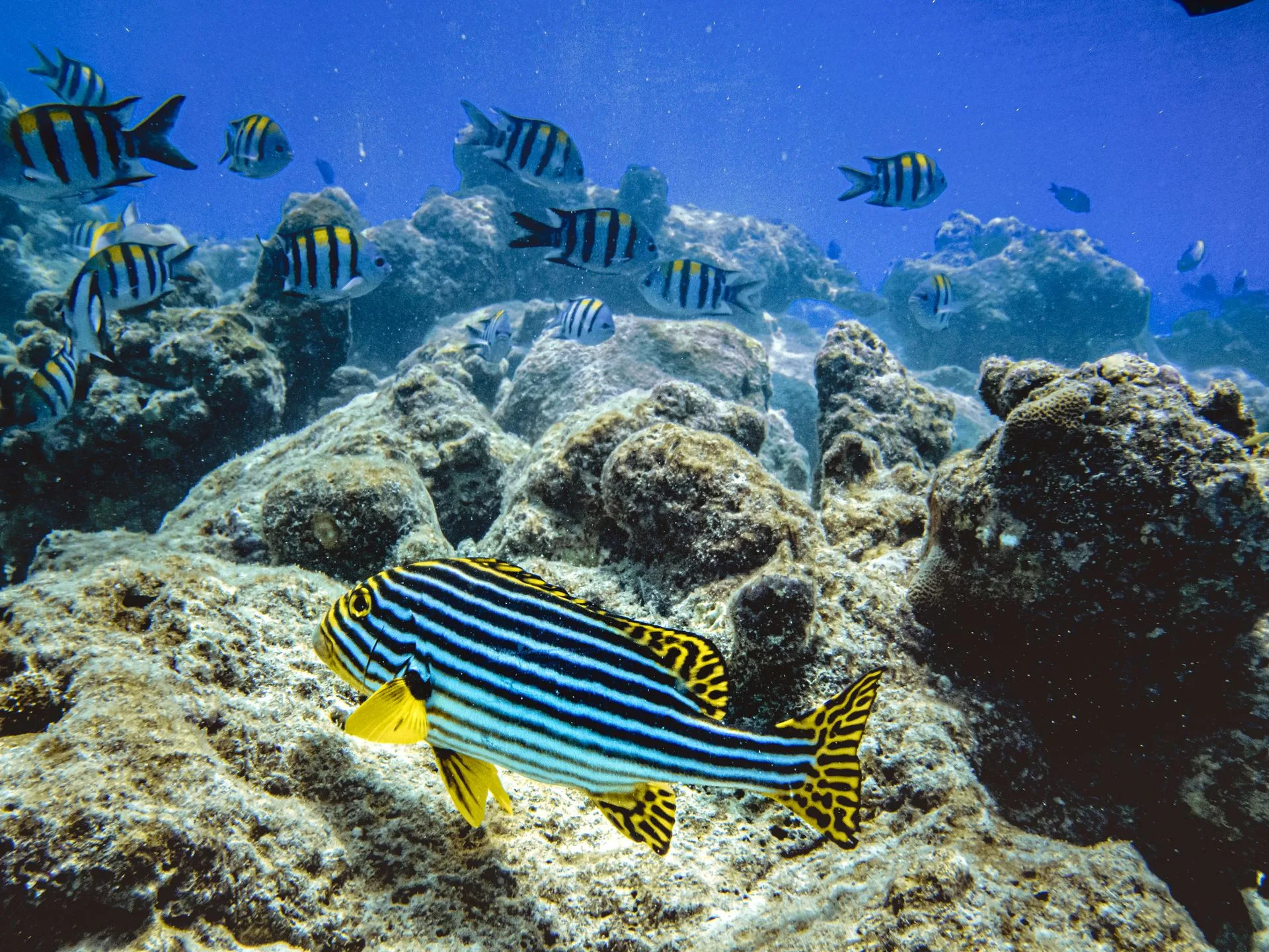 Underwater coral reef with tropical fish at Sainte Anne Marine Park