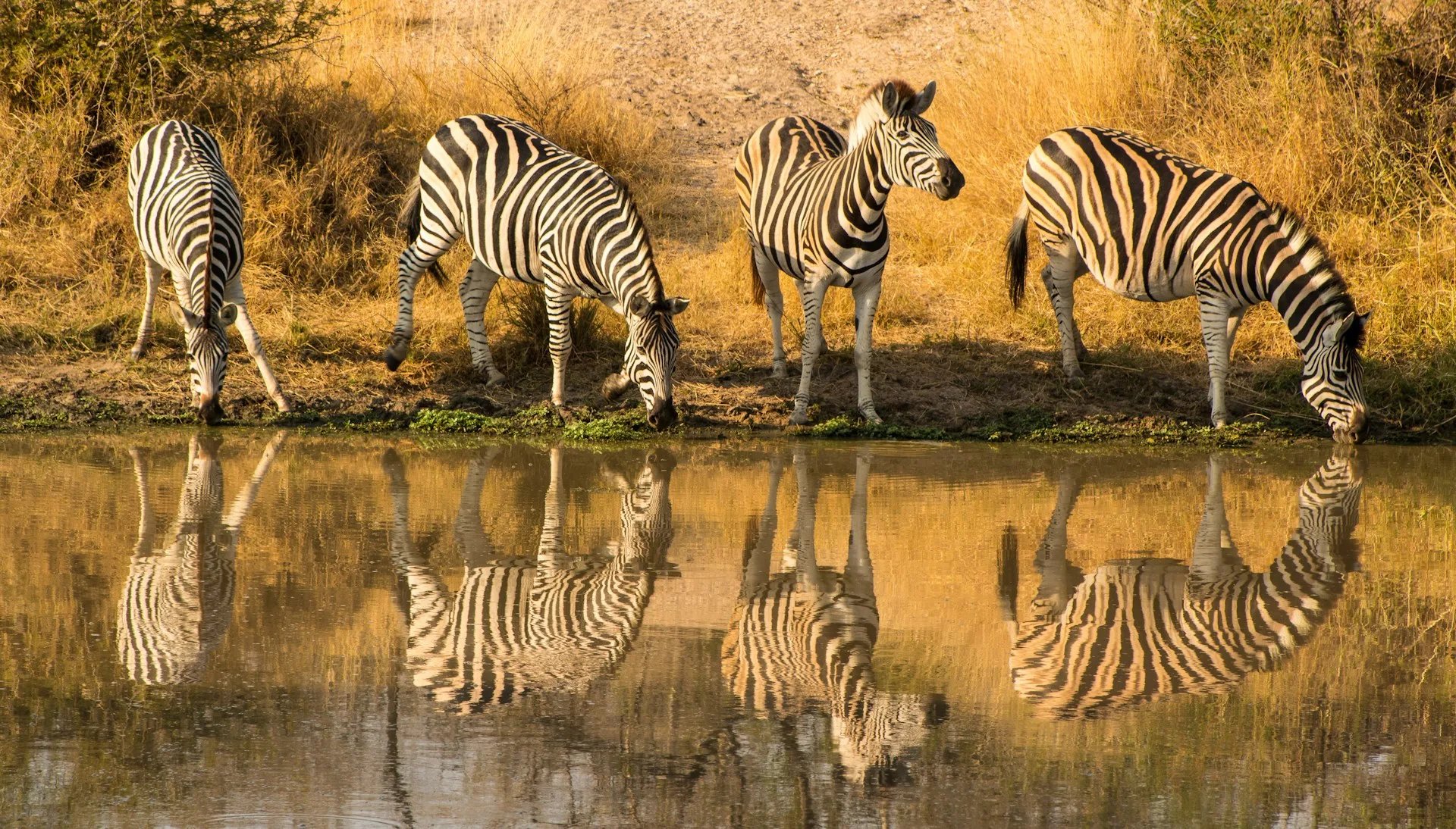 Kruger National Park safari with African wildlife - Day 10 of South Africa Family Tour
