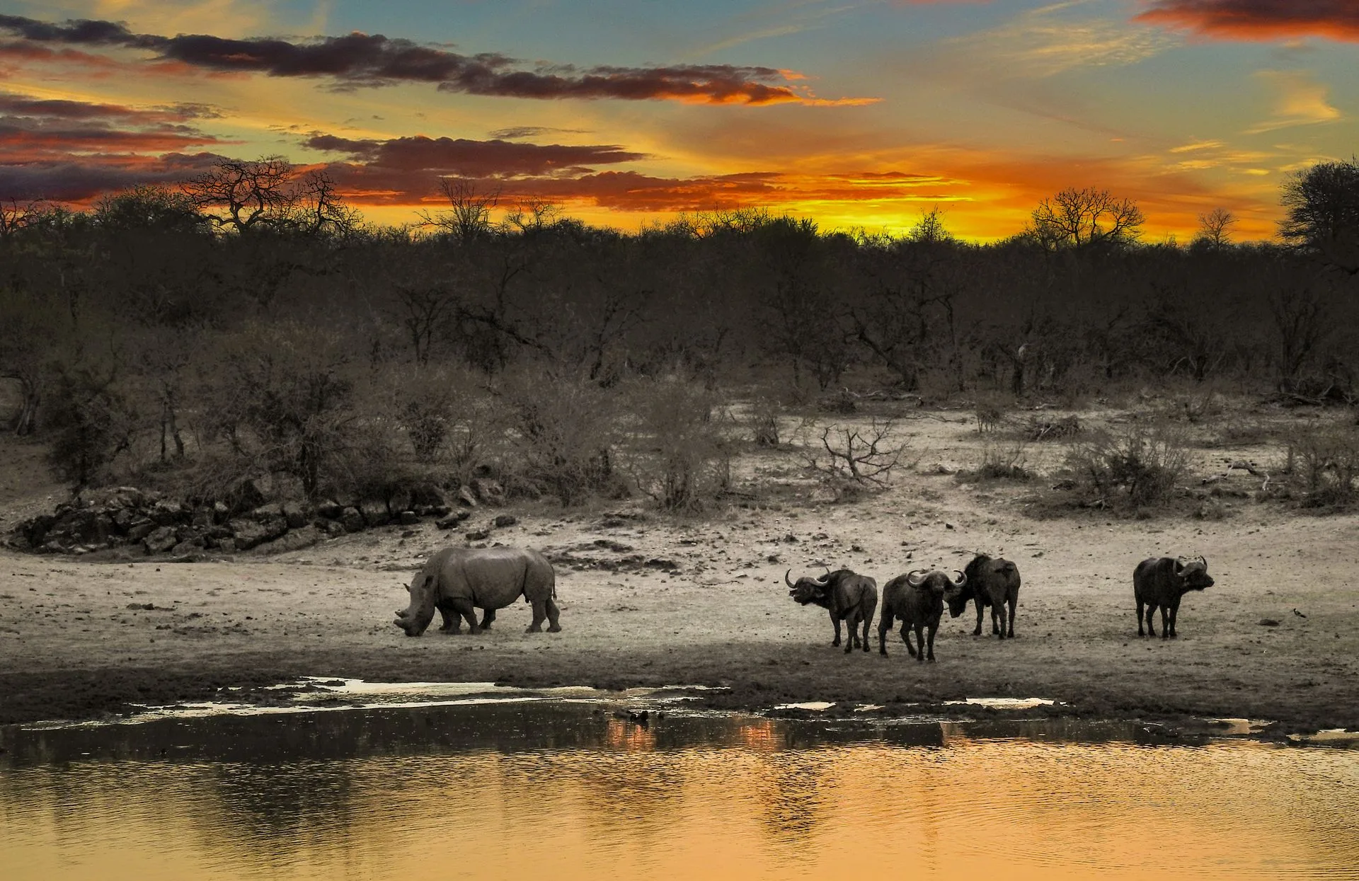 Big Five wildlife in Kruger National Park at sunset - Day 11 of South Africa Family Tour