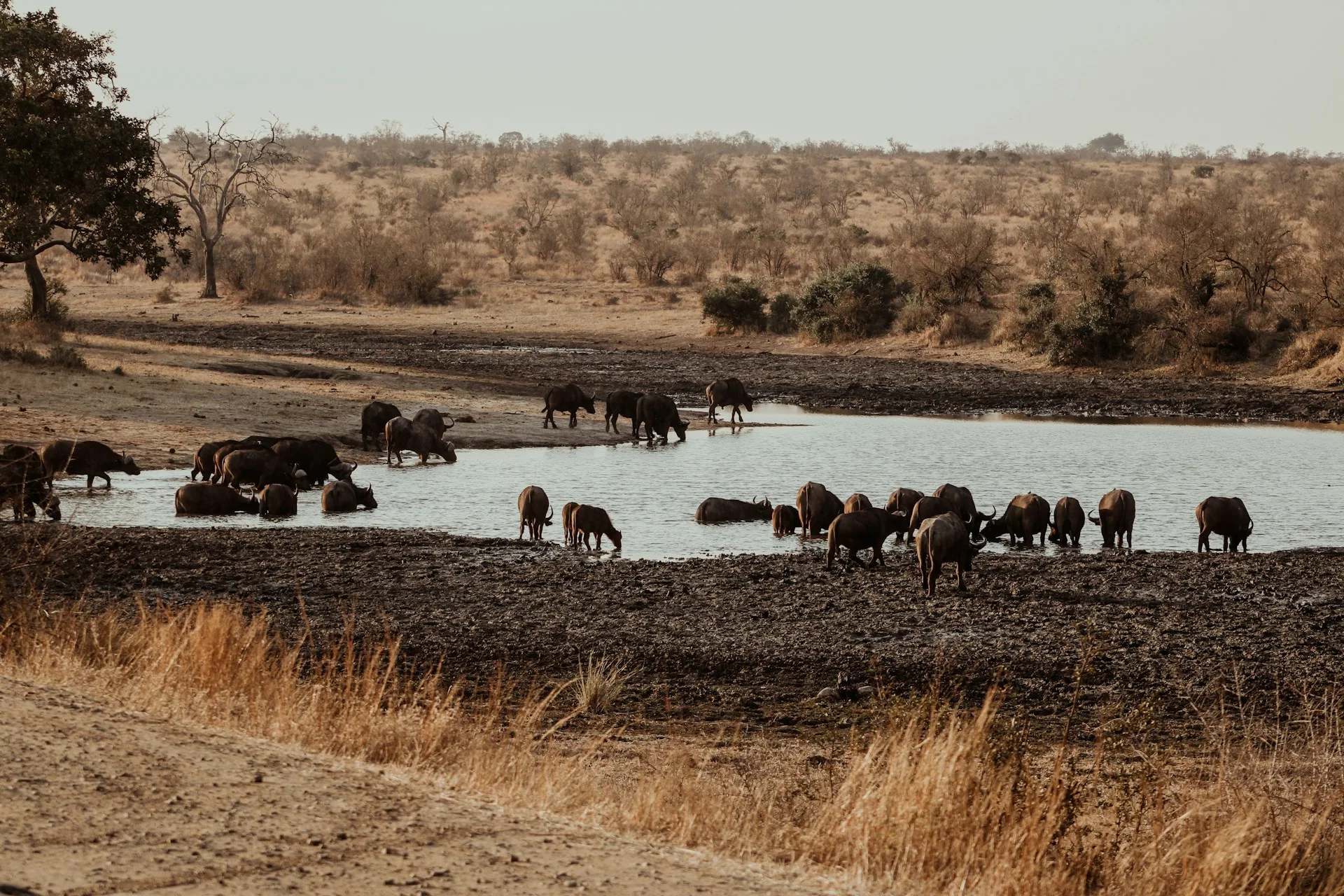 Final Kruger safari morning and Johannesburg return - Day 12 of South Africa Family Tour