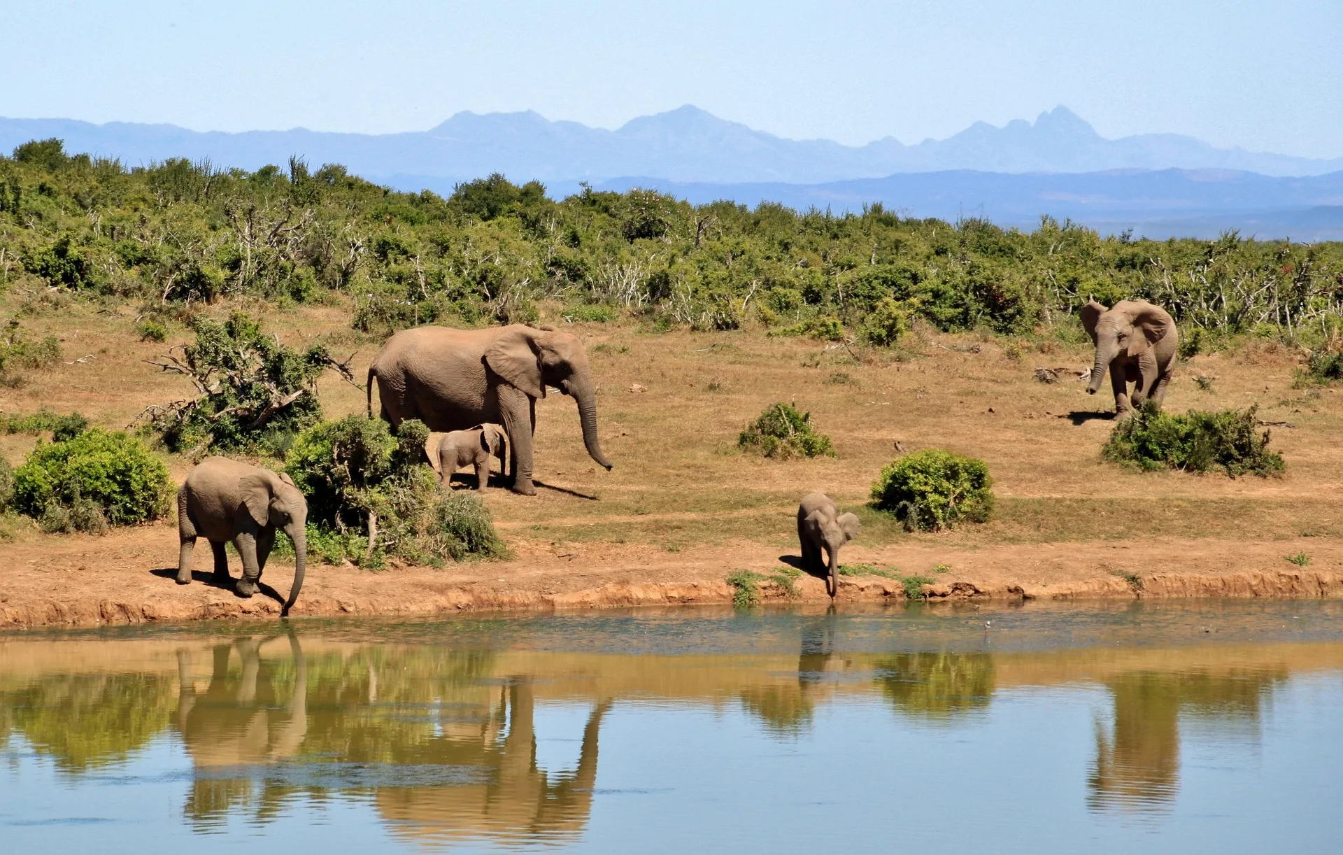 Knysna Elephant Park with rescued African elephants - Day 7 of South Africa Family Tour