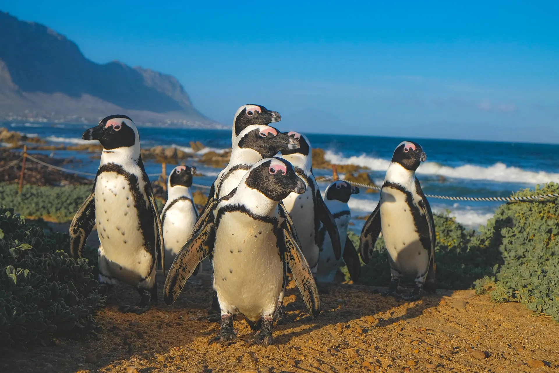 African penguins on boulder beach with clear blue water