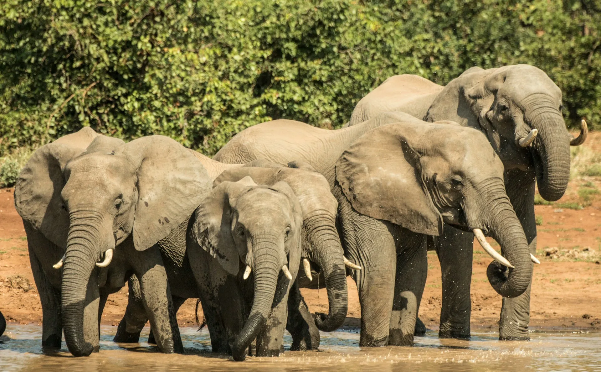 Elephants in Kruger National Park with African savanna backdrop
