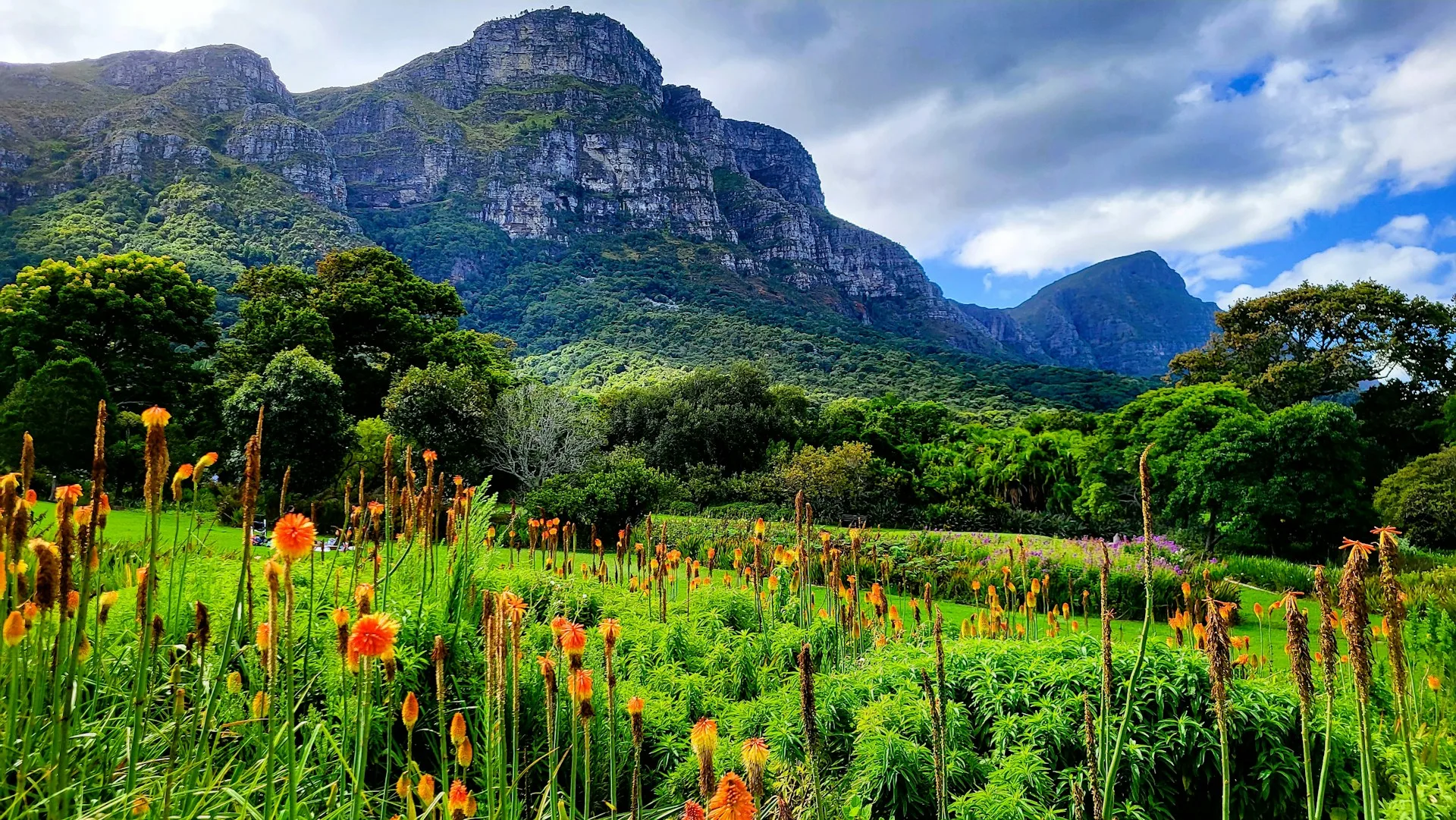 Kirstenbosch botanical gardens with Table Mountain backdrop