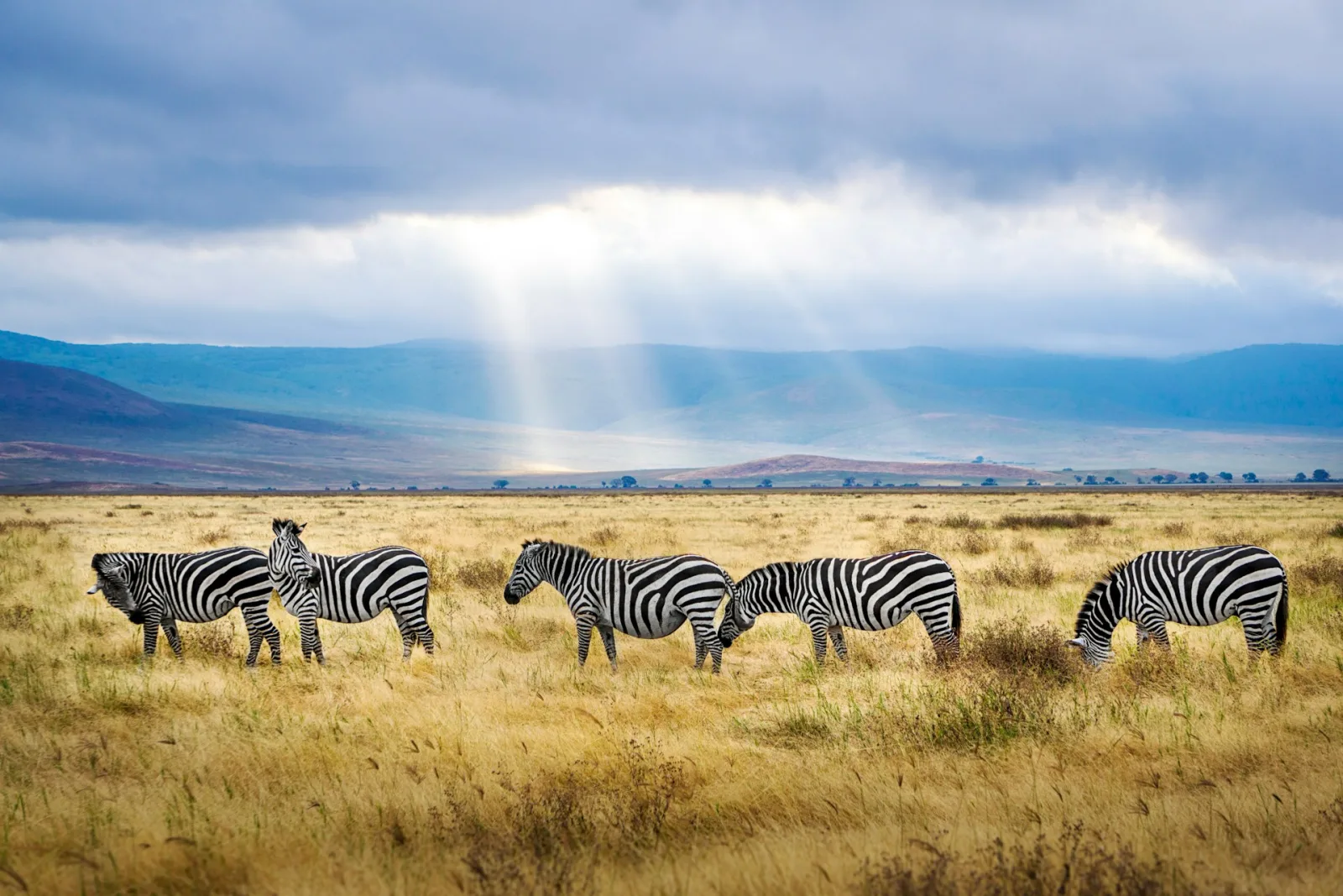 Tanzania Family Tour Package - 10 Days & 9 Nights tour package