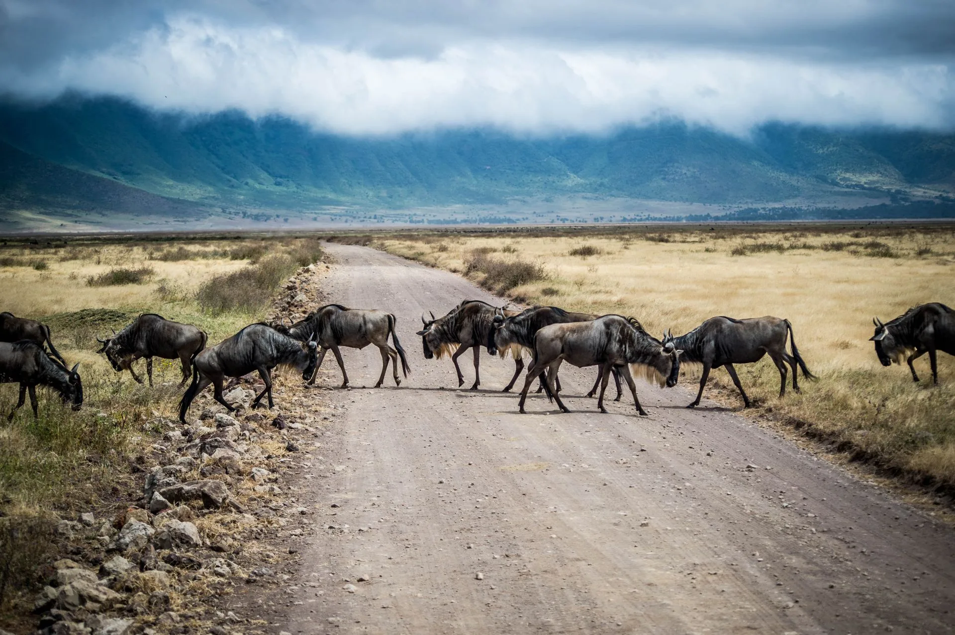 Panoramic view of Ngorongoro Crater from the rim with dramatic landscapes