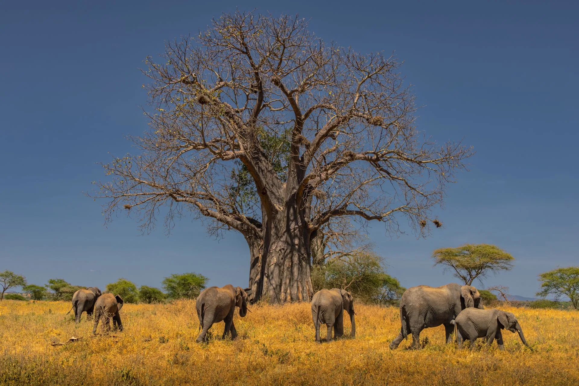 Ancient baobab trees in Tarangire with elephants and golden sunset light