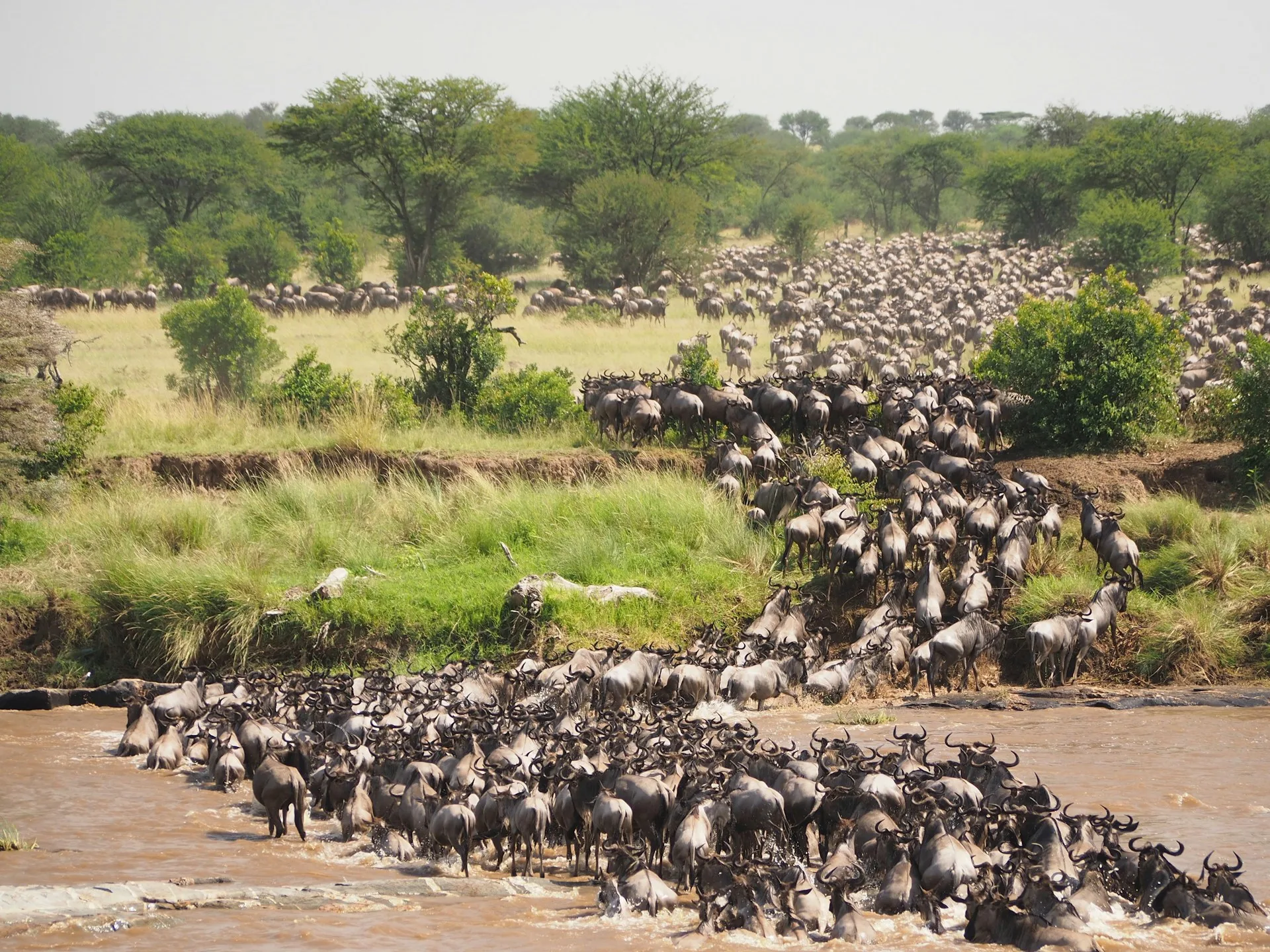 Wildebeest crossing river during Great Migration with dramatic action and dust clouds