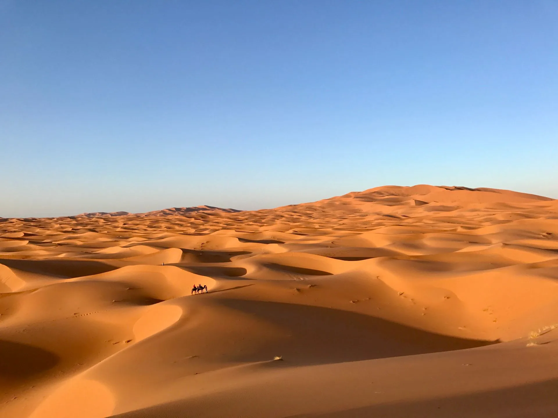 Sahara Desert golden dunes with camel trekking at sunset - Day 4 of Tunisia Family Tour Package