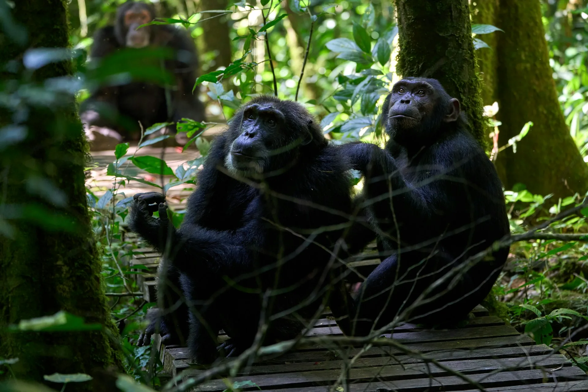 Transfer to Kibale Forest and Bigodi Swamp Walk on Day 4 of Uganda Family Tour
