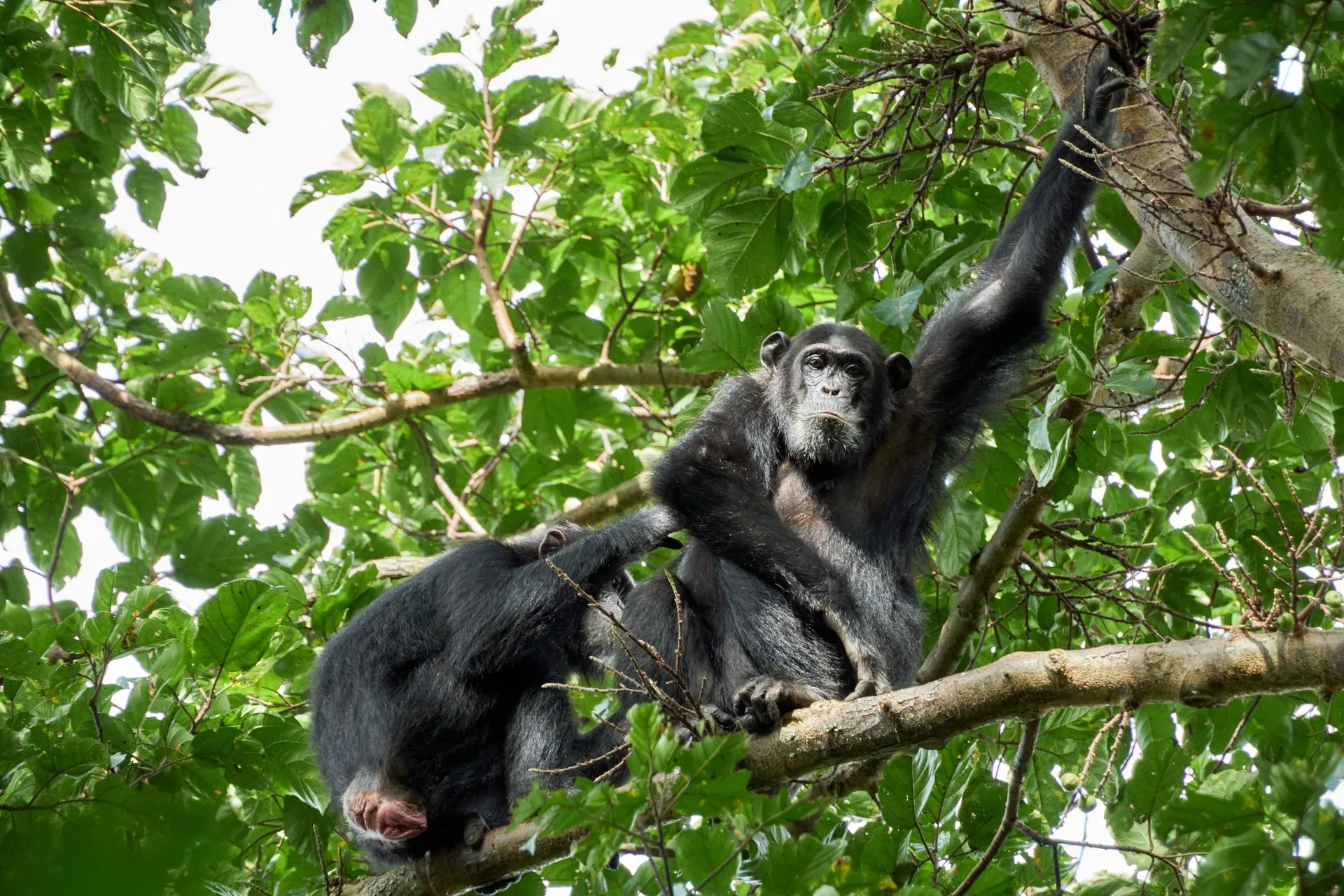 Chimpanzee tracking in Kibale Forest on Day 5 of Uganda Family Tour