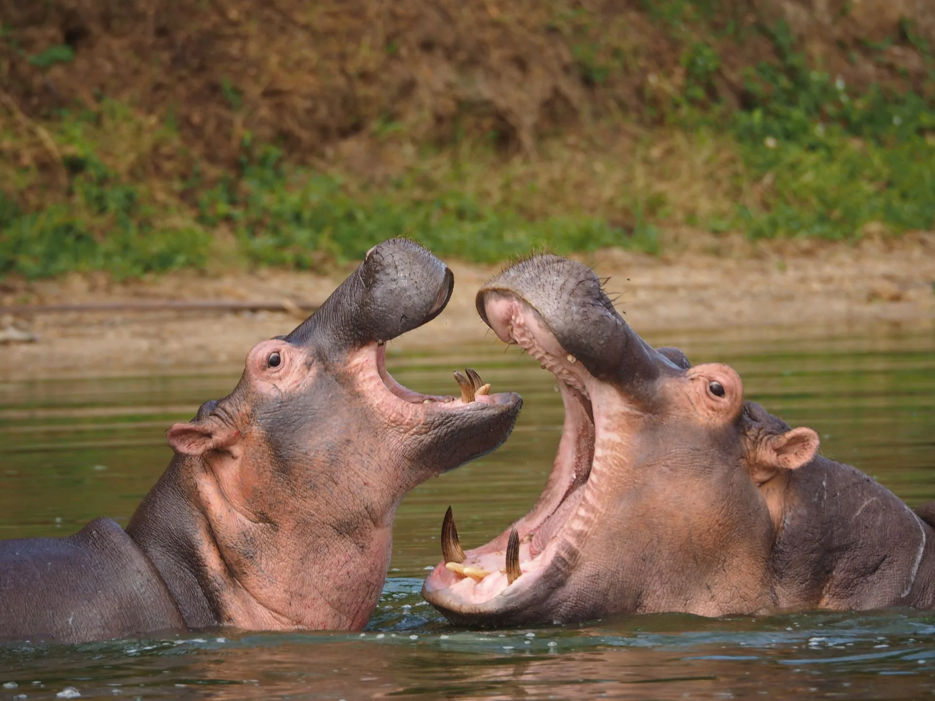 Hippos and waterbirds along Kazinga Channel shoreline at sunset