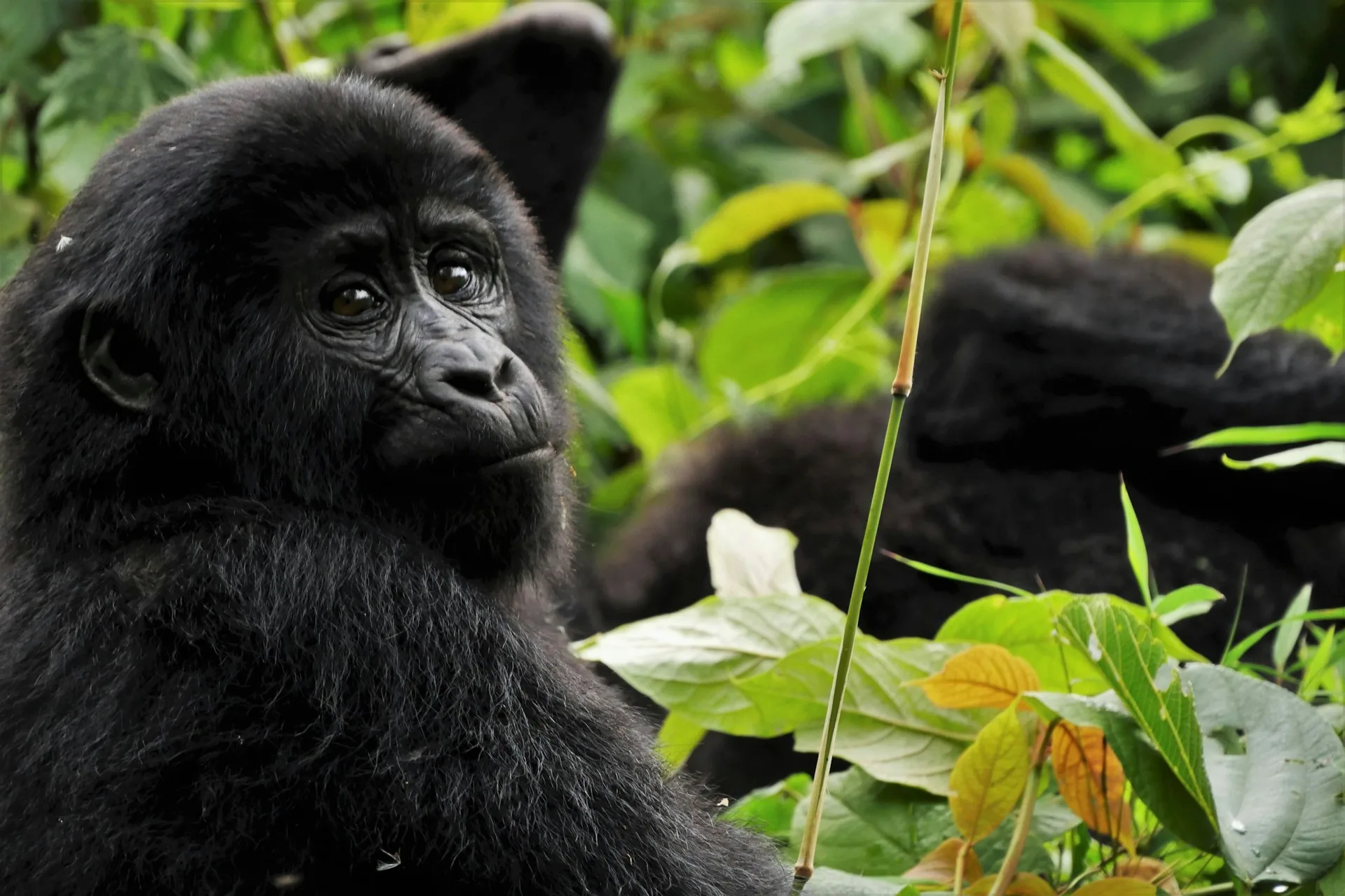 Mountain gorilla family in Bwindi rainforest surrounded by lush vegetation