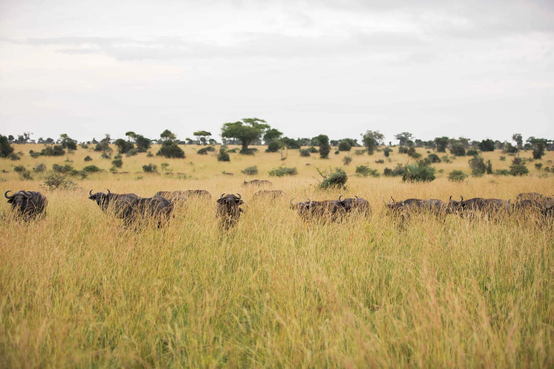 Savannah grasslands with acacia trees and Rwenzori Mountains background