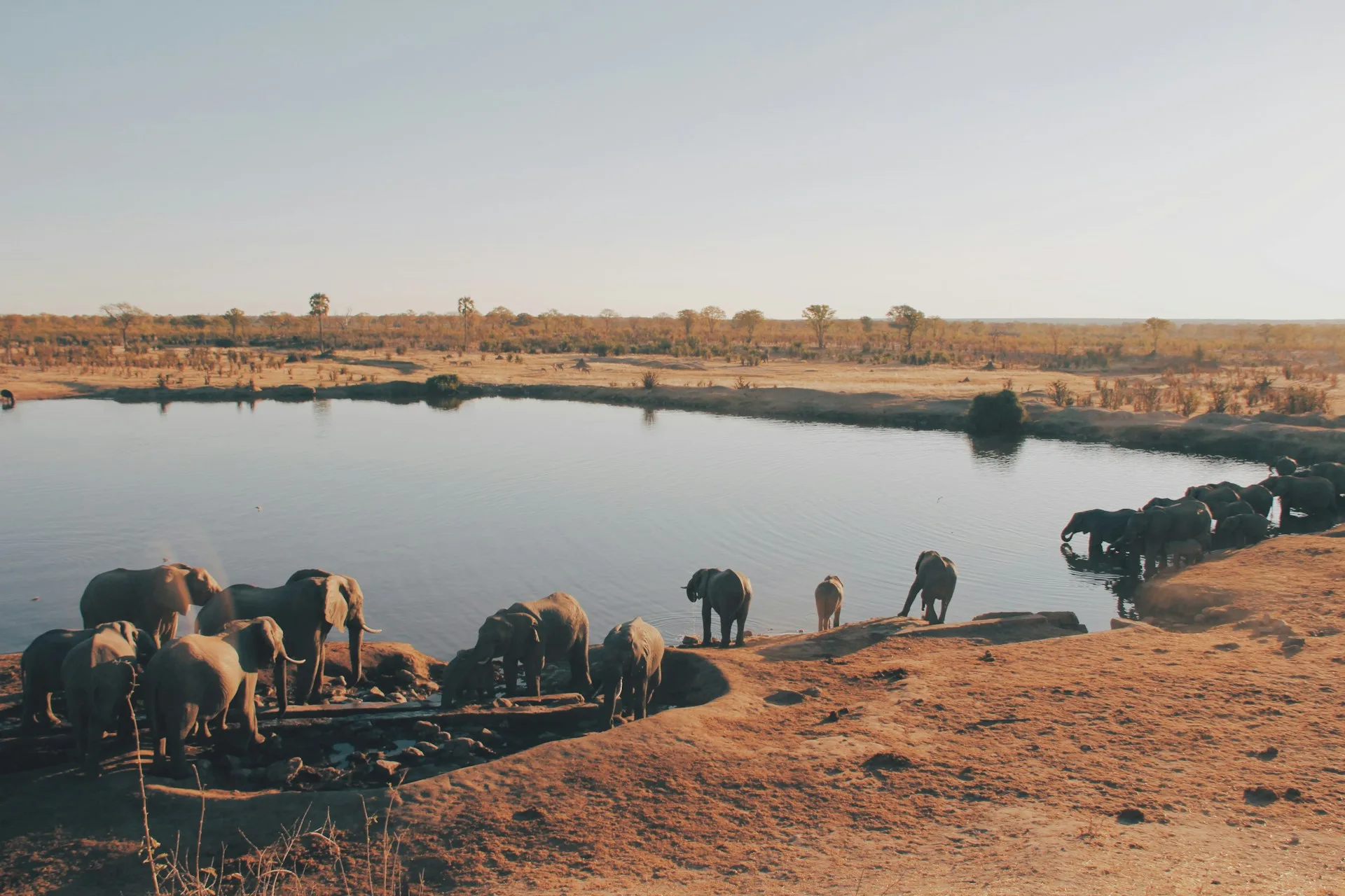 Hwange National Park safari - elephant herds gathering at waterhole on Day 3 of Zimbabwe Family Tour