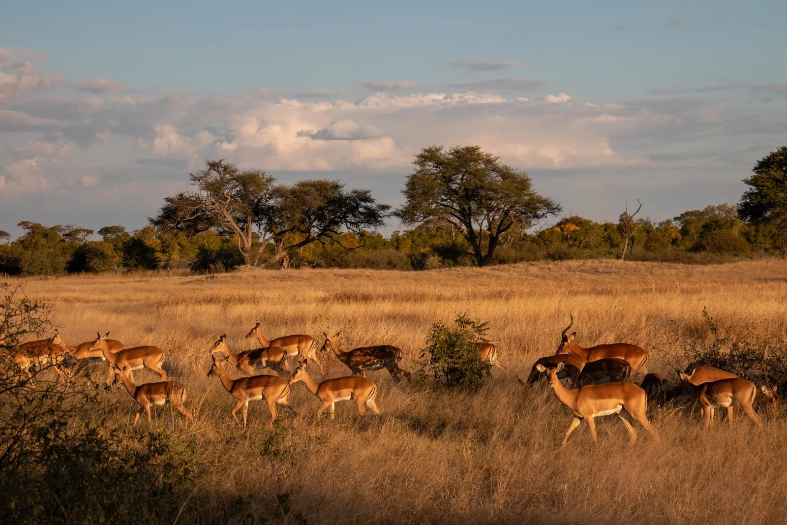 Zimbabwe Family Tour Package - 6 Days & 5 Nights tour package