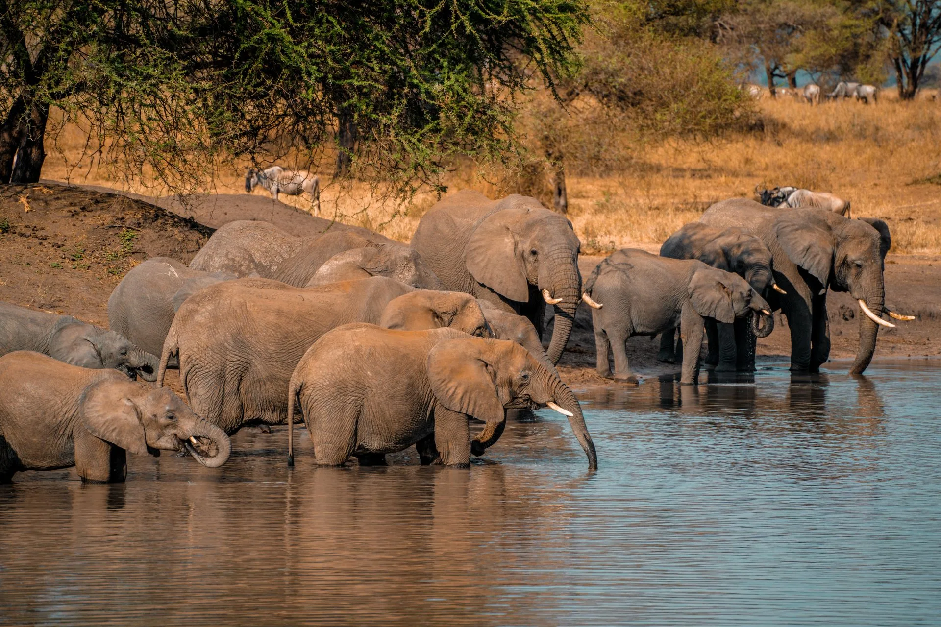 Elephant herd drinking at Hwange waterhole