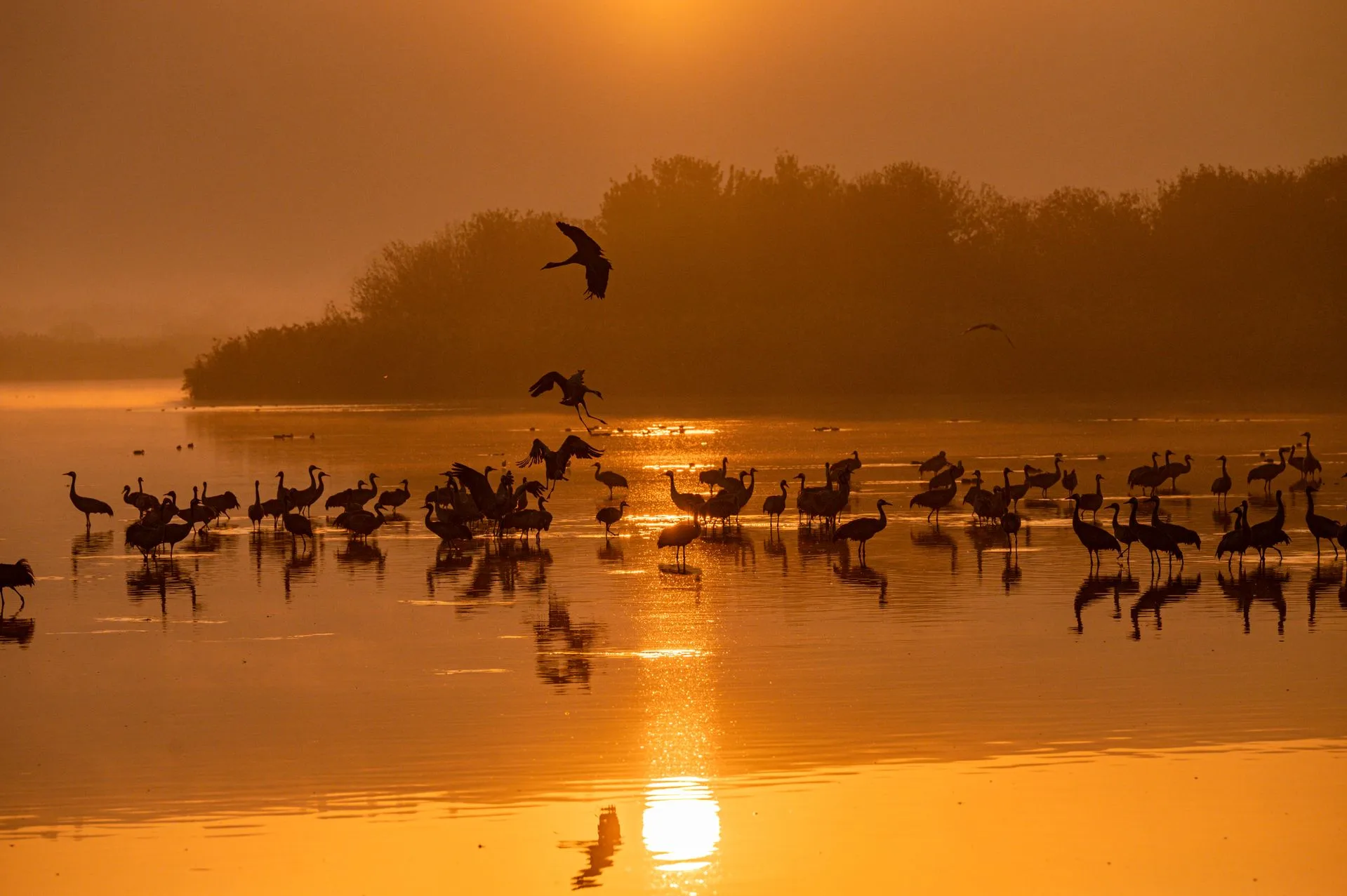 Sunset over Lake Kariba with wildlife silhouettes