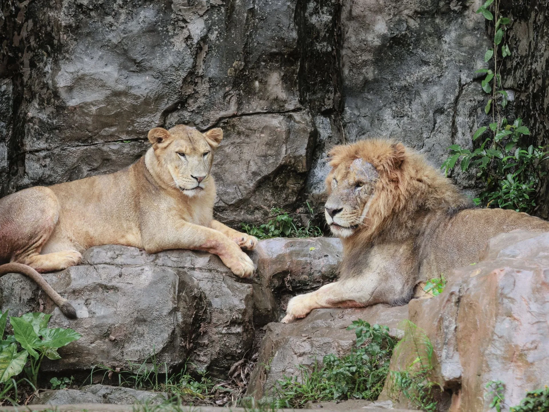 Bali Safari Park - Day 3 of Indonesia Family Tour